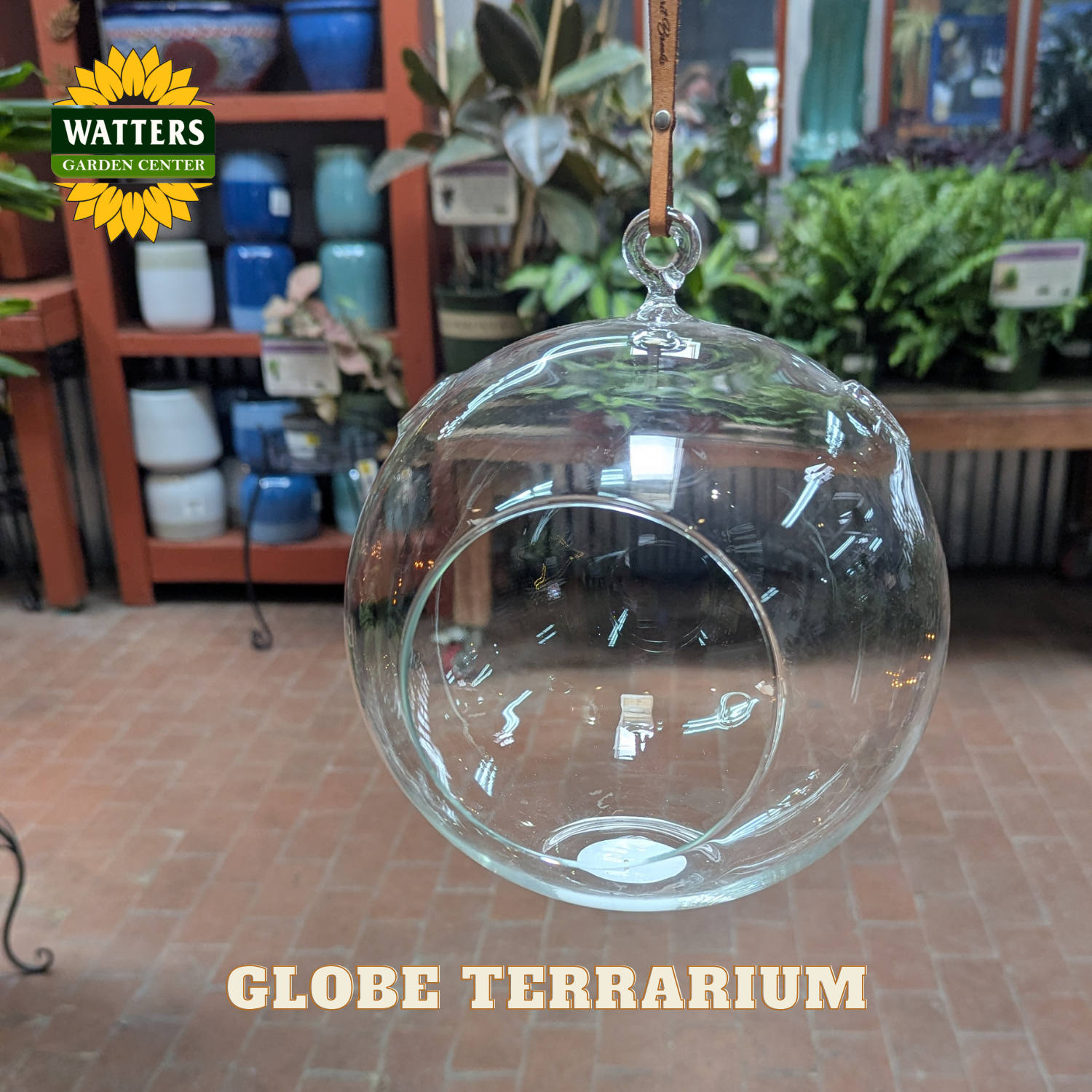 Clear round terrarium in a store setting with Watters branding.