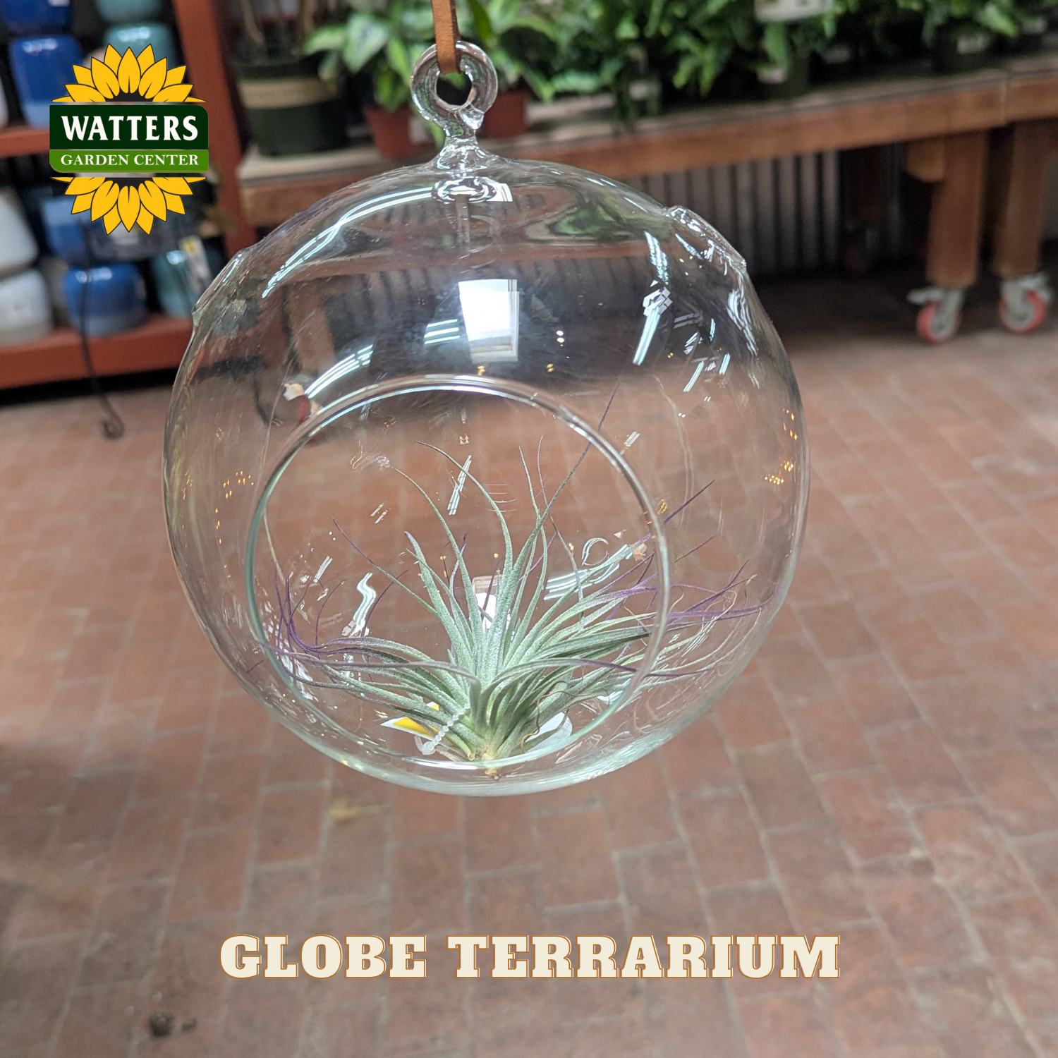 Clear round terrarium with air plant inside in a store setting with Watters branding.