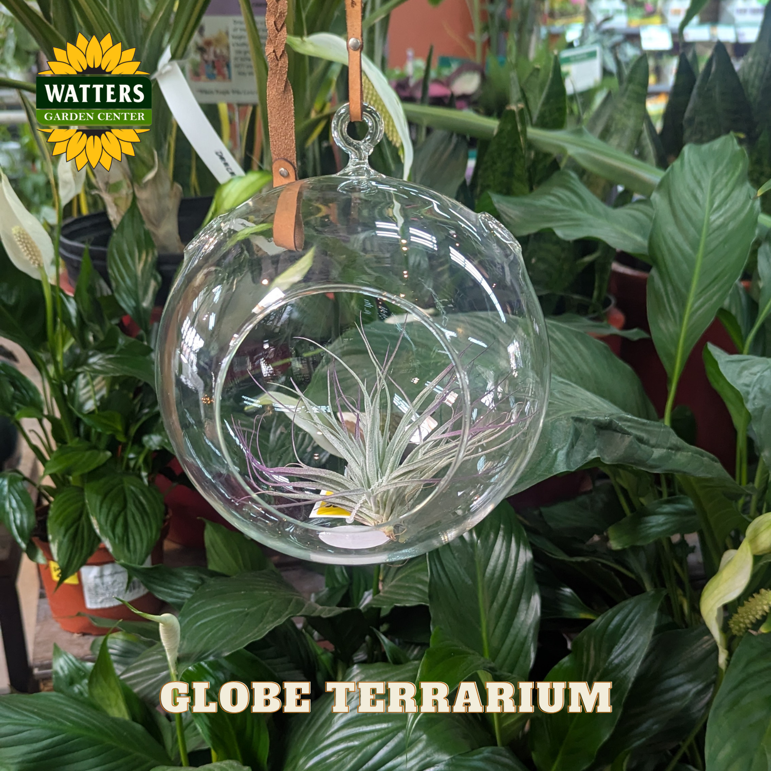 Clear round terrarium with air plant in front of green plants with Watters branding.