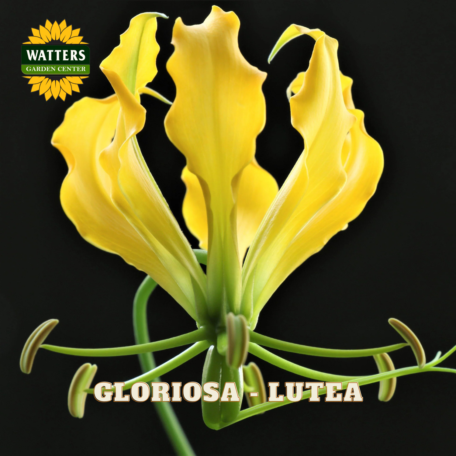 A close-up of a yellow glirija lutea flower against a black background, with the Watters Garden Center logo in the top-left corner and the text 'GLORIOSA - LUTEA' at the bottom.
