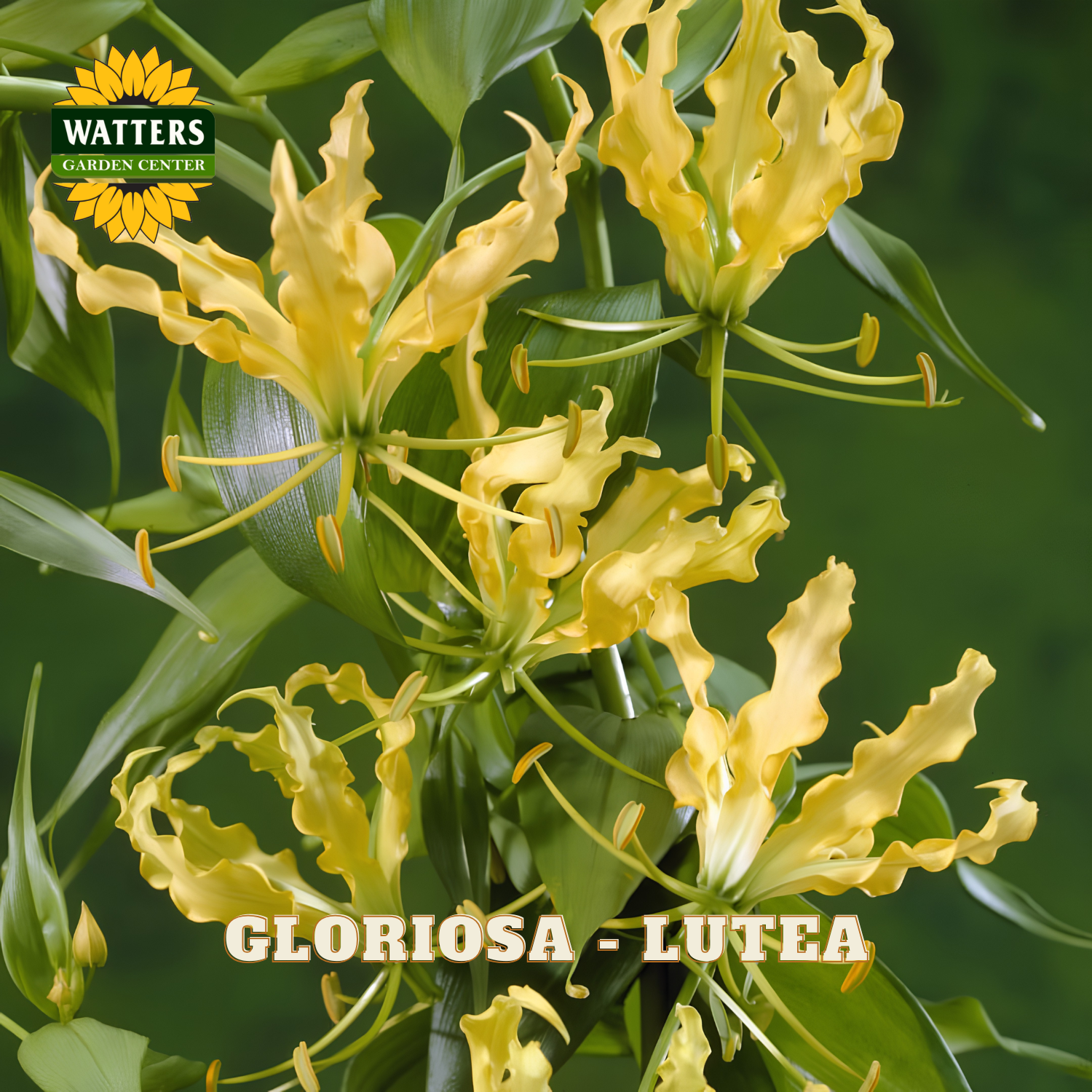 Yellow gloriola flowers with green leaves and stems, shown in a close-up garden-style photo. The Watters Garden Center logo appears in the top left, and the text 'GLORIOSA - LUTEA' is overlaid at the bottom.