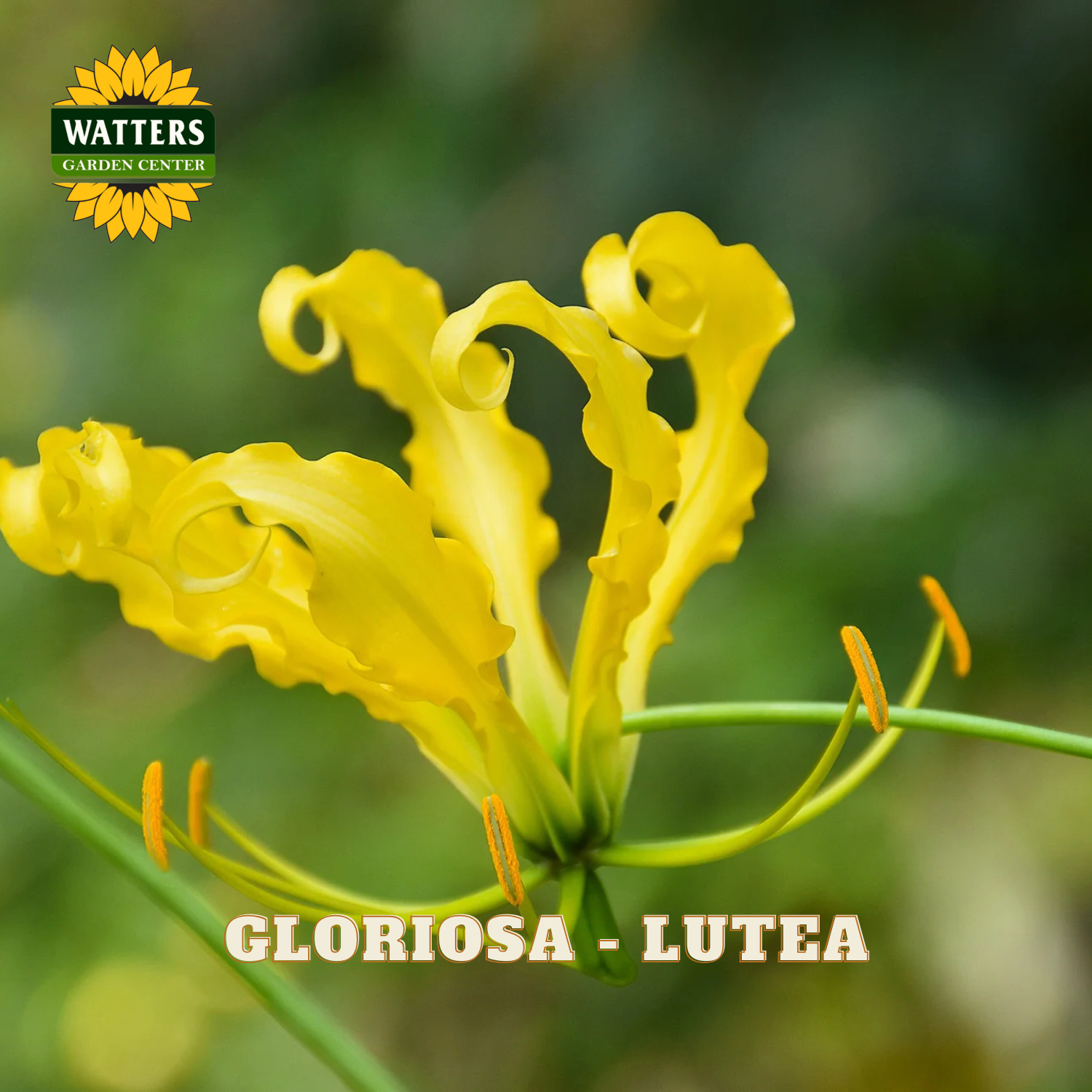 A close-up of a bright yellow gloriola lutea flower with curled petals and green stems against a blurred green background. The Watters Garden Center logo appears in the top-left corner, and the text 'GLORIOSA - LUTEA' is overlaid at the bottom.