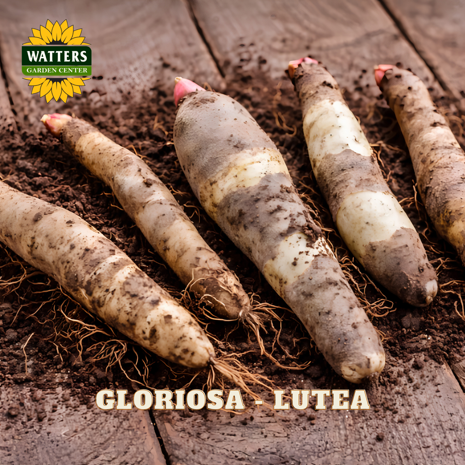 Five lutea gloriosa tubers with pink tips resting on dark soil over a rustic wooden plank surface. The Watters Garden Center logo is in the top-left corner, and 'GLORIOSA - LUTEA' is written in text at the bottom.