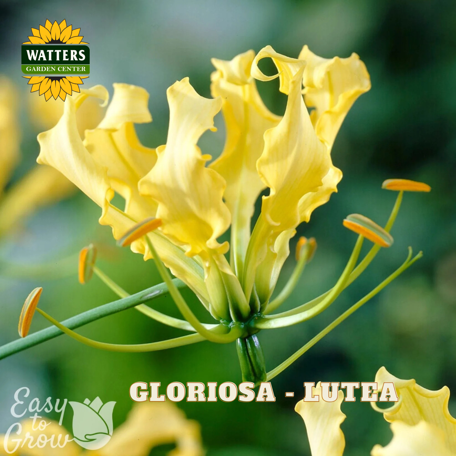 Yellow gloriosa lutea flowers in bloom with green stems and orange-tan anthers, shown against a blurred green foliage background. The Watters Garden Center logo appears in the top-left corner, and the text 'GLORIOSA - LUTEA' is displayed at the bottom.