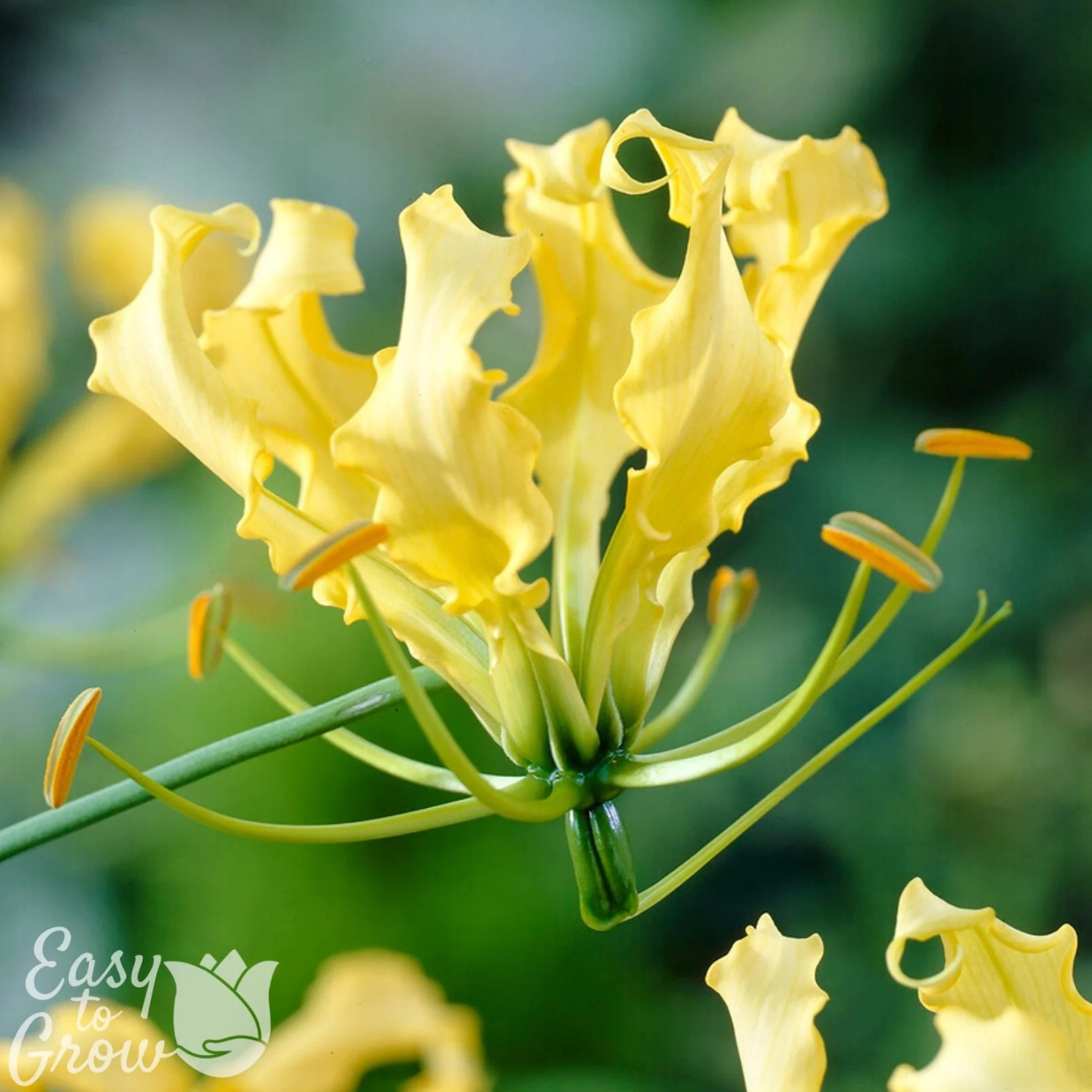 Close-up of yellow flowers with a blurred green background