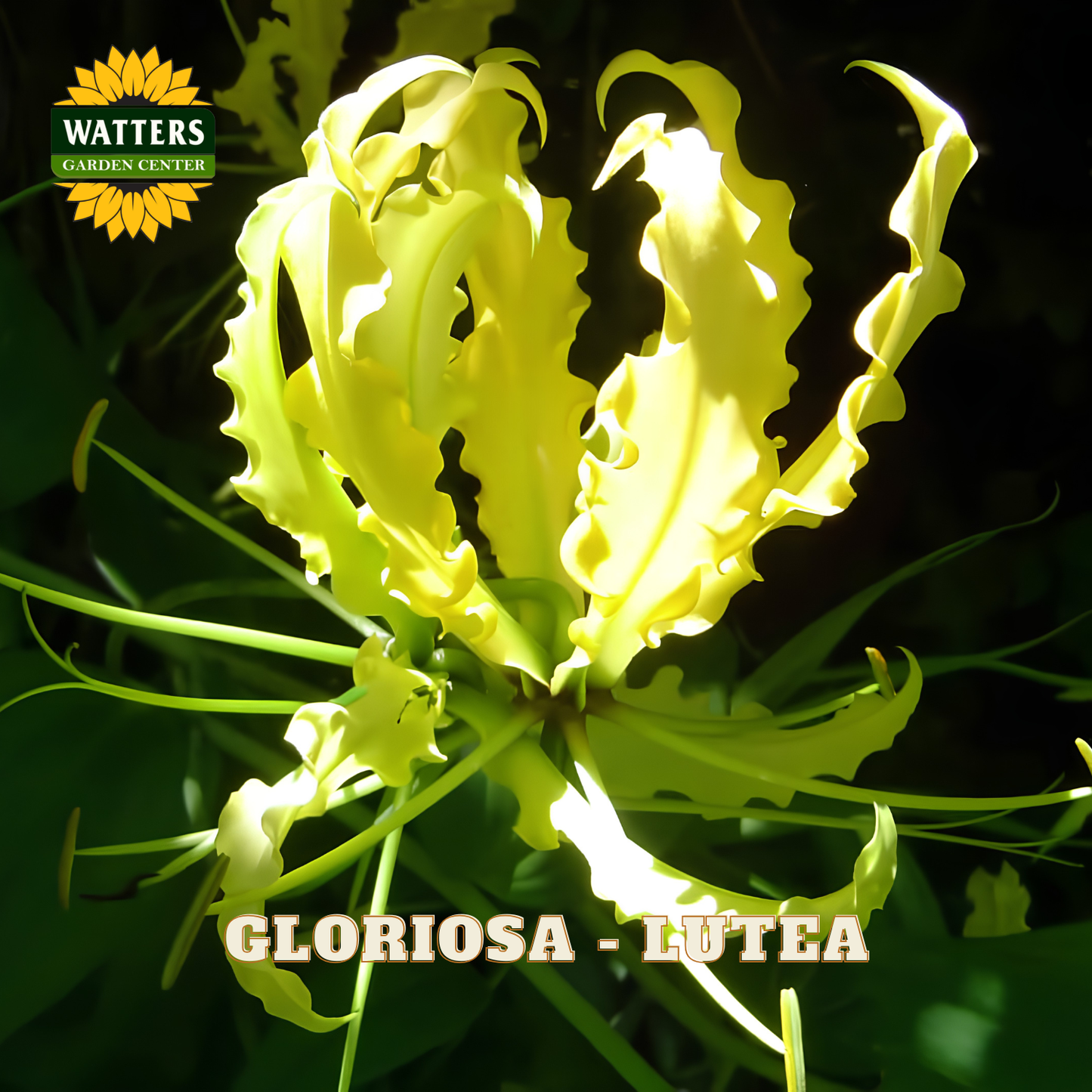 A close-up of a yellow gloriosa flower with long, slender petals and dark green foliage. The Watters Garden Centers logo is in the top-left corner, and the text 'GLORIOSA - LUTEA' is at the bottom.