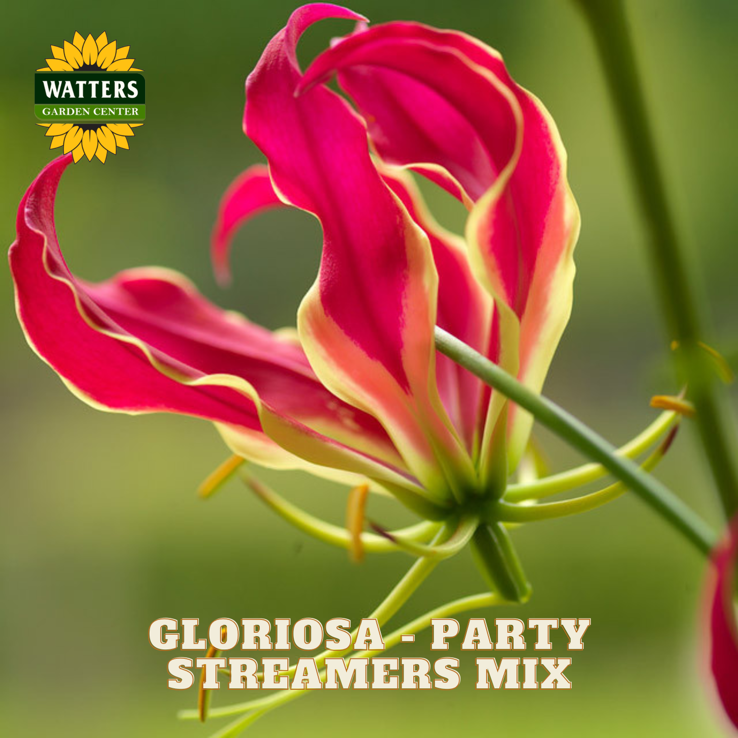 A close-up flower photo with the Watters Garden Center logo in the top left and the text 'GLORIOSA - PARTY STREAMERS MIX' at the bottom. The main subject is a bright pink and yellow gloriosa flower against a blurred green background.