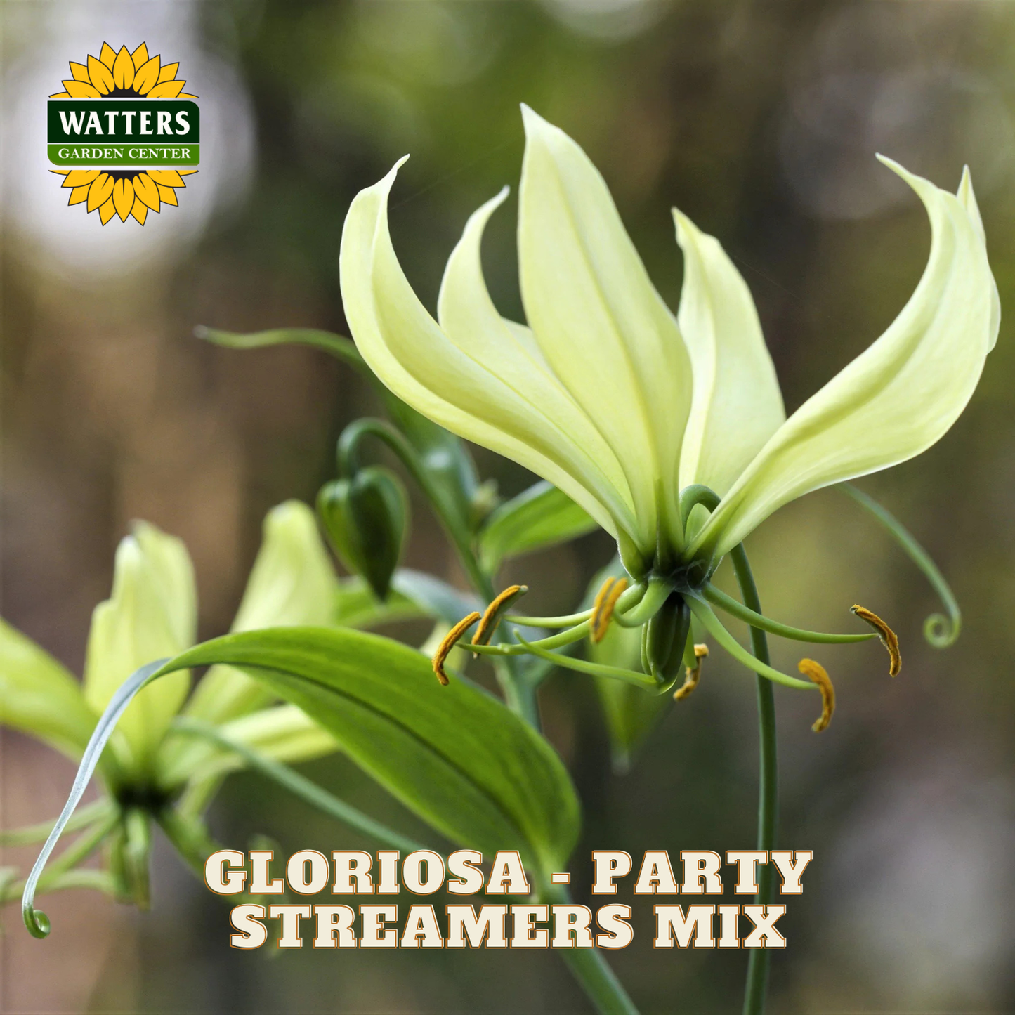 A close-up floral photo of pale yellow-green gliridia flowers with green leaves and yellow-orange stamens, overlaid with the text 'GLORIOSA - PARTY STREAMERS MIX' and a 'WATTERS GARDEN CENTER' logo in the top left.