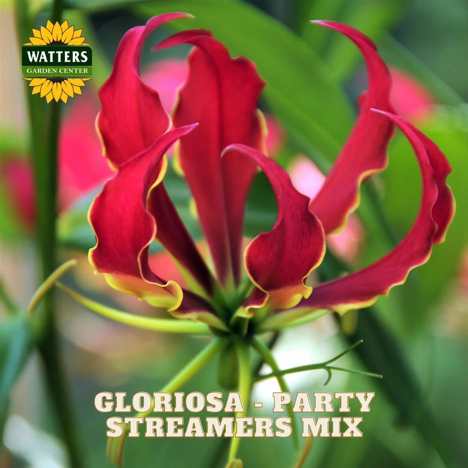 A close-up of a red and yellow gloriosa flower with green leaves in the background, featuring the text 'GLORIOSA - PARTY STREAMERS MIX' and a 'WATTERS GARDEN CENTER' logo in the top left corner.