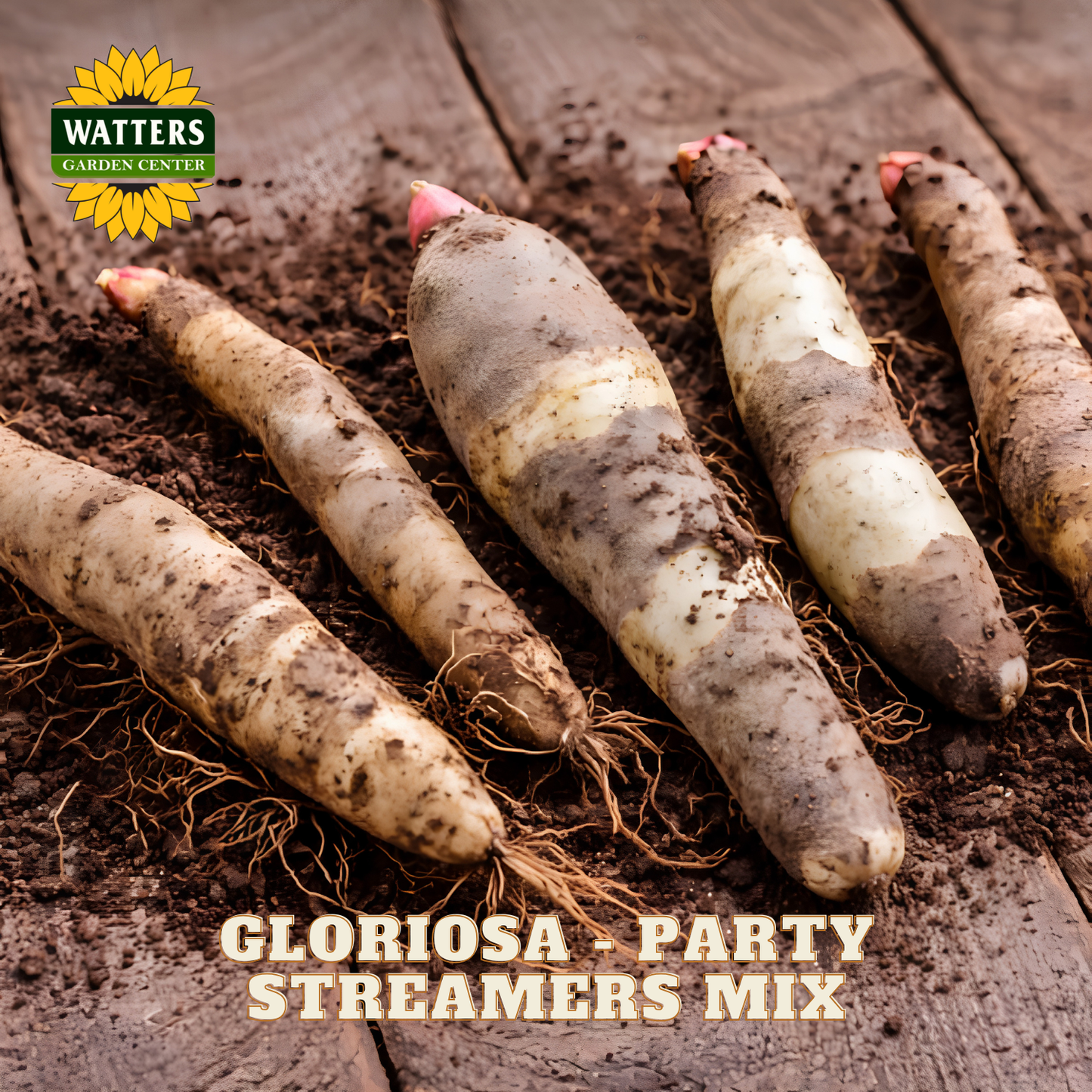 Four freshly harvested Gloriosa Party Streamers tubers with pink buds, resting on dark soil over rustic wooden planks. The Watters Garden Center logo is in the top-left corner, and the text 'GLORIOSA - PARTY STREAMERS MIX' is at the bottom.