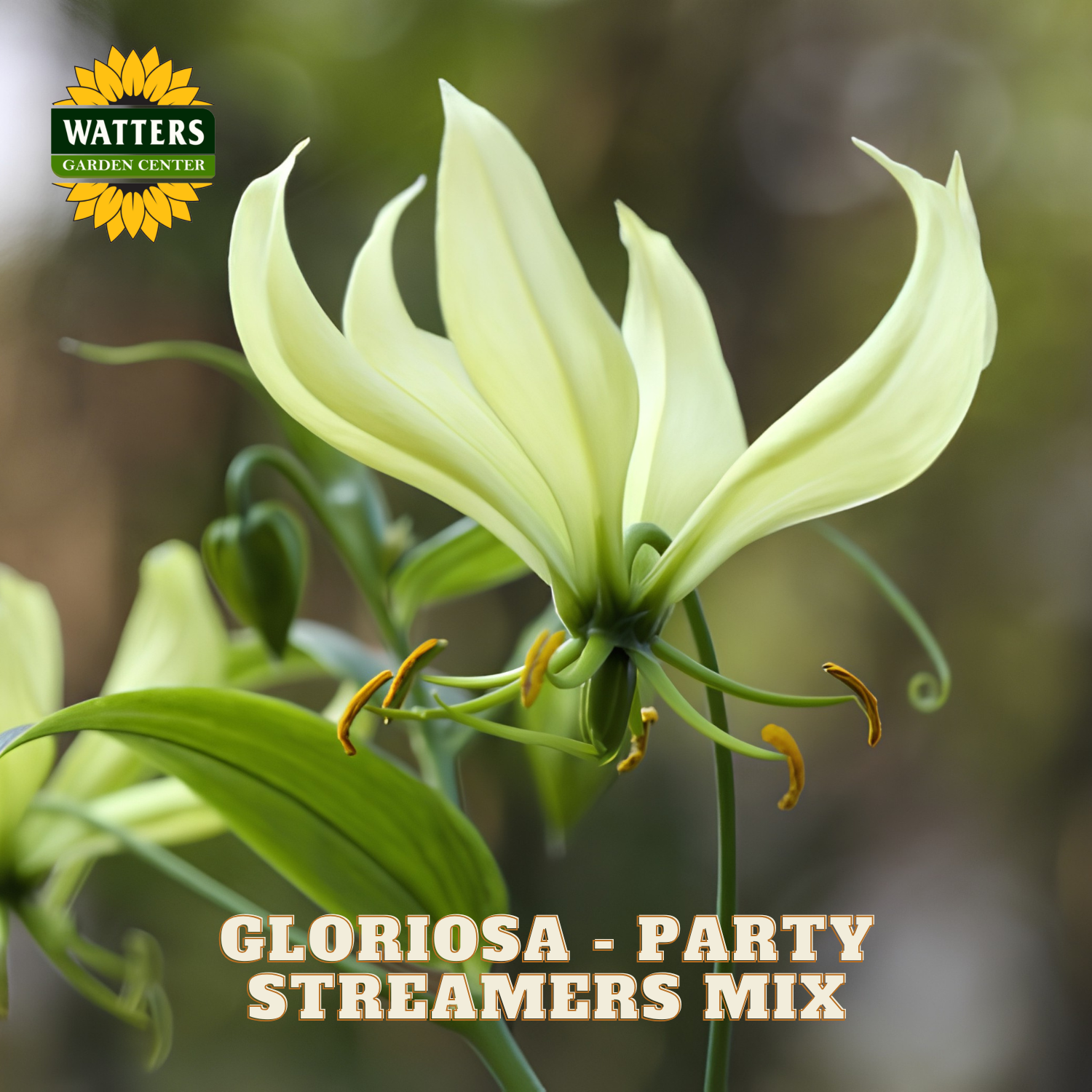A close-up of a pale yellow-green gloriosa flower with green leaves and yellow-orange stamens, set against a blurred natural background. The Watters Garden Center logo appears in the top-left corner, and the text 'GLORIOSA - PARTY STREAMERS MIX' is displayed at the bottom.