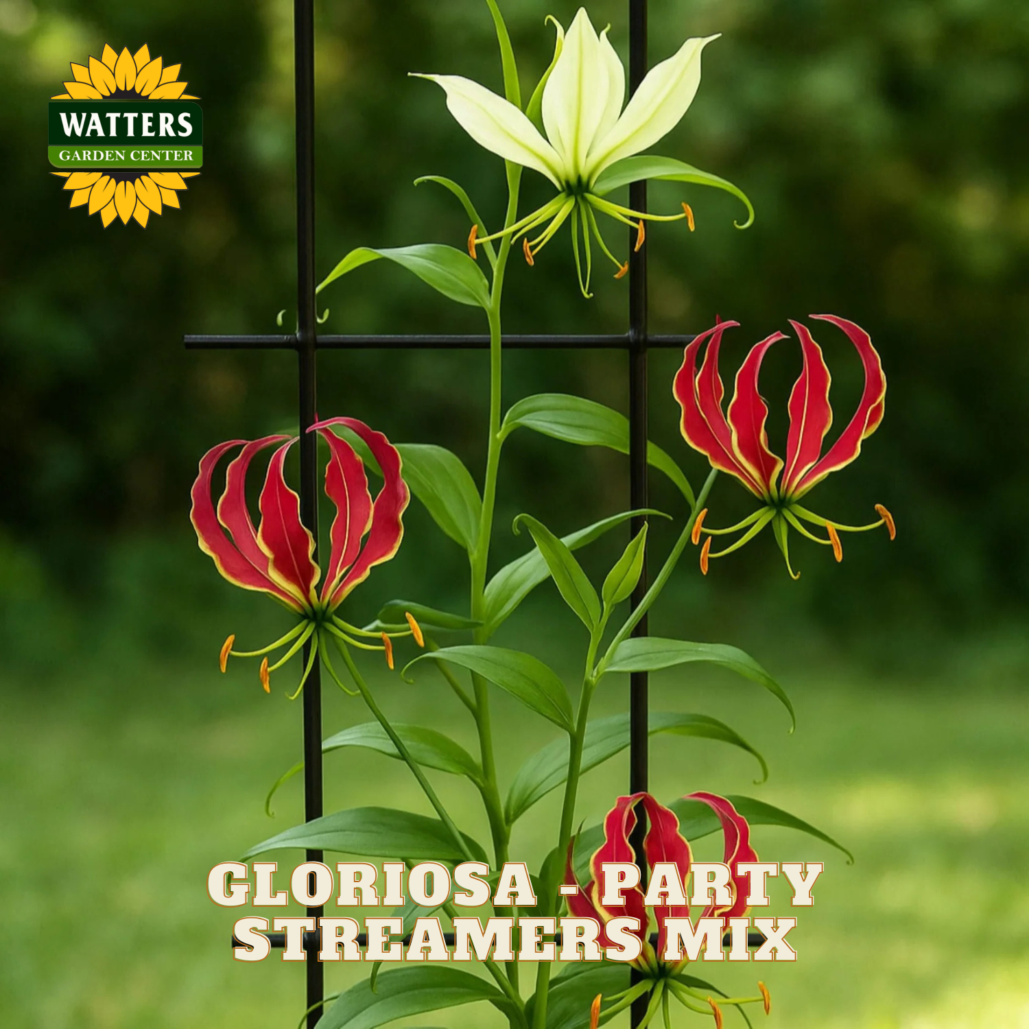 A promotional graphic for a music mix titled 'GLORIOSA - PARTY STREAMERS MIX' featuring three Gloriosa streamers flowers on a black trellis against a blurred green garden background, with the 'WATTERS GARDEN CENTER' logo in the top-left corner.