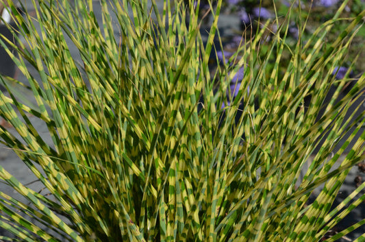 GOLD BAR MAIDEN GRASS 1gal
