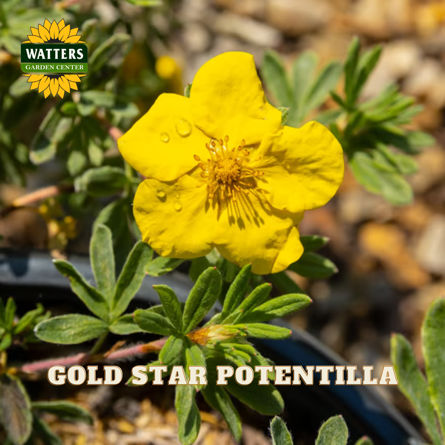 A close-up of a bright yellow Gold Star Potentilla flower with green leaves and water droplets, set against a blurred garden background. The Watters Garden Centers logo is in the top-left corner, and 'GOLD STAR POTENTILLA' is written at the bottom.