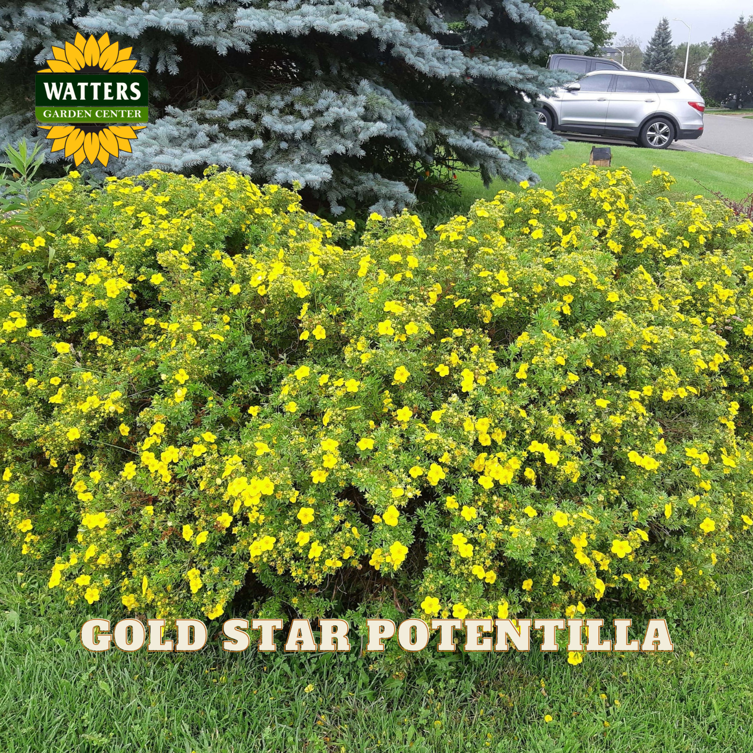 A large flowering garden bed filled with bright yellow Gold Star Potentilla plants, shown outdoors in a landscaped yard with grass, a blue-green evergreen tree, and a parked silver SUV in the background. The Watters Garden Center logo appears in the top left, and the text 'GOLD STAR POTENTILLA' is overlaid at the bottom.