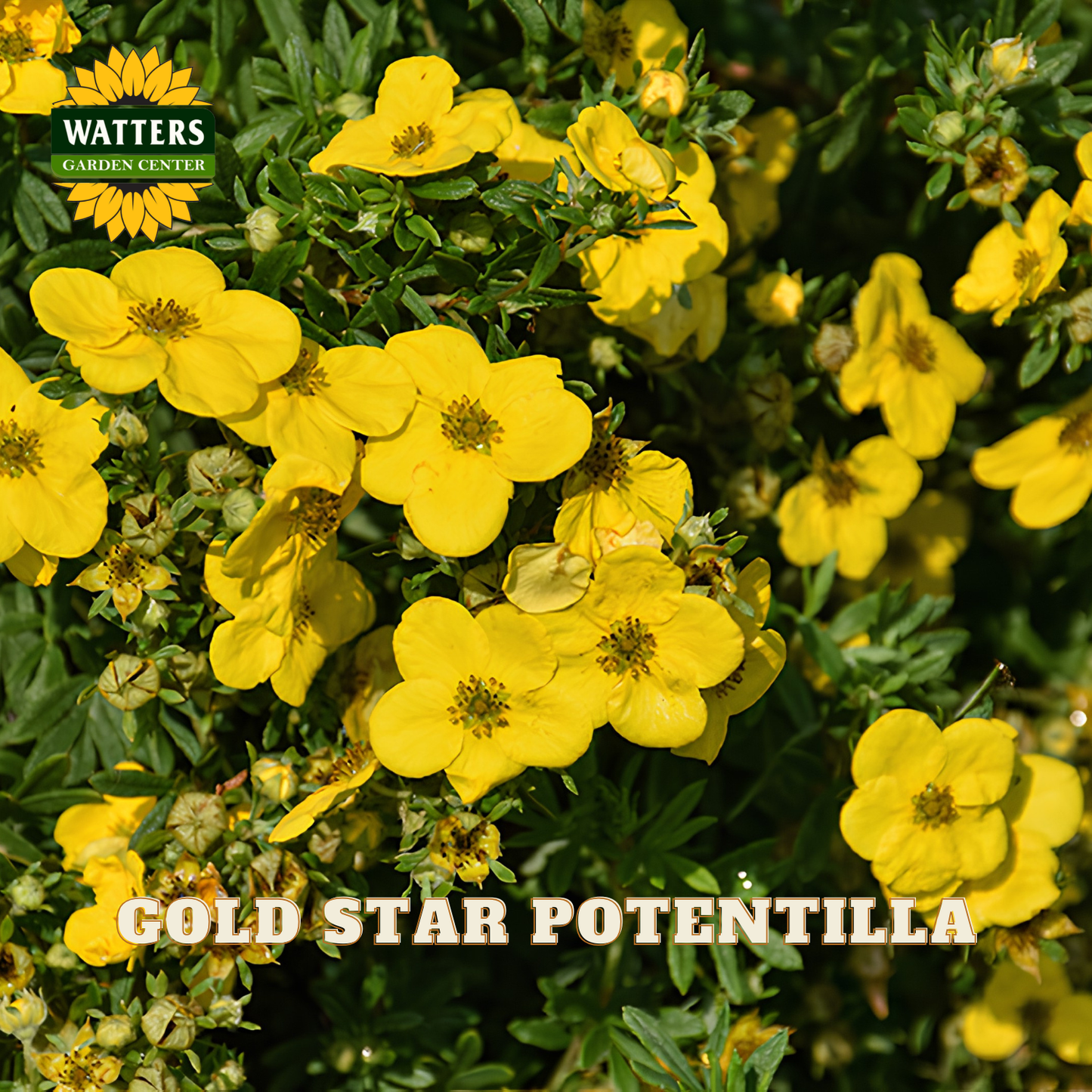 Yellow Gold Star Potentilla flowers in full bloom with green foliage, featuring a Watters Garden Center logo in the top left and 'GOLD STAR POTENTILLA' text at the bottom.