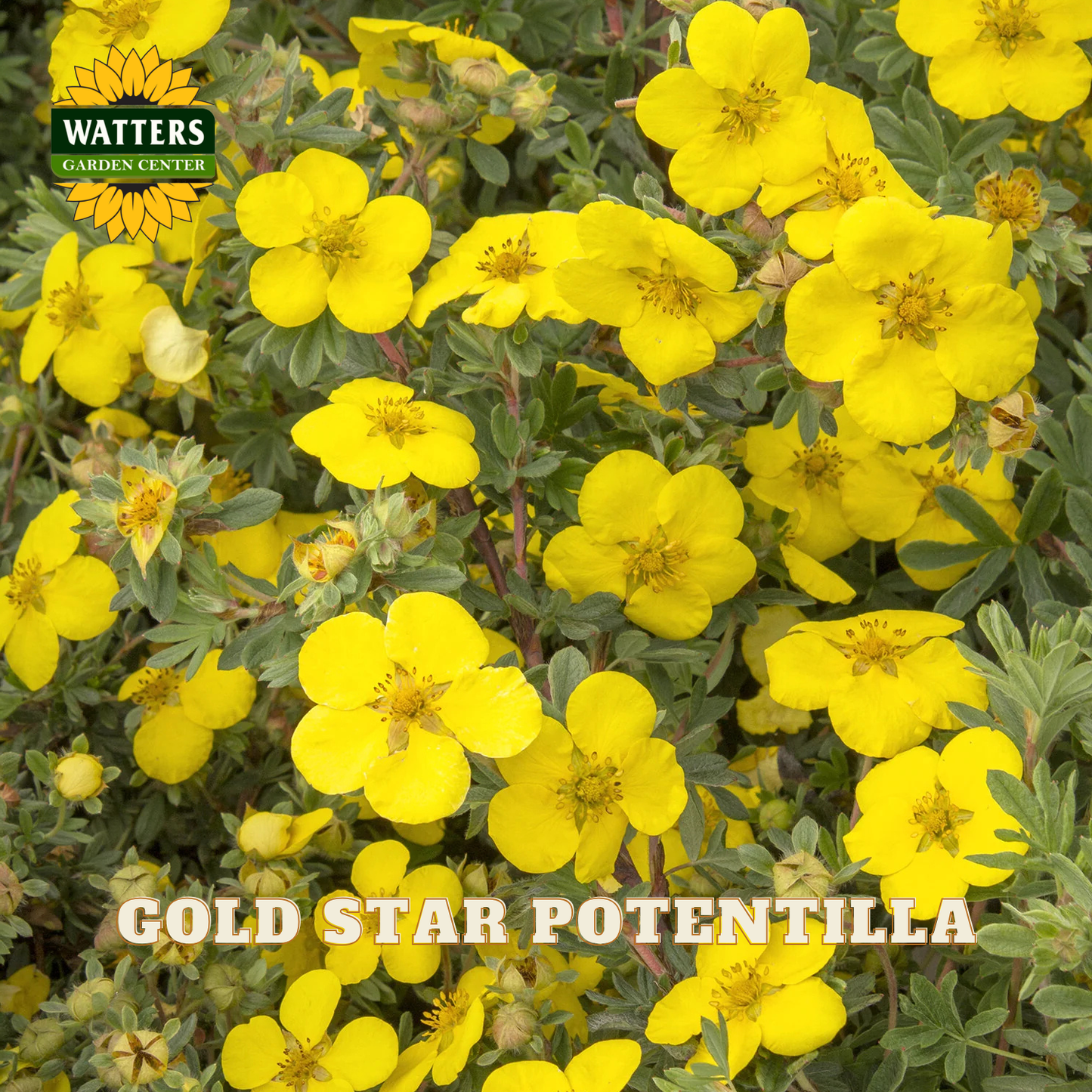 Close-up of a flowering plant with many bright yellow flowers and green leaves, with the text 'WATTERS GARDEN CENTER' and 'GOLD STAR POTENTILLA' overlaid on the image.