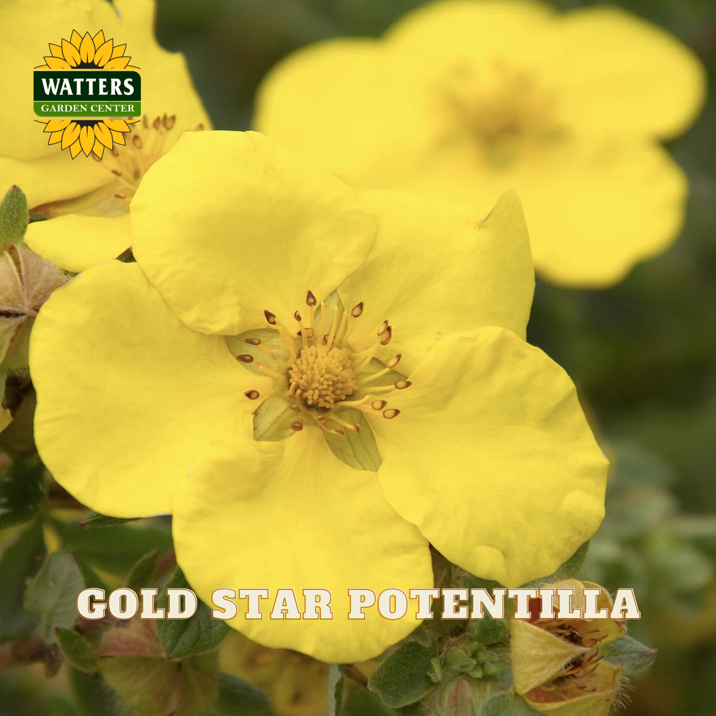 Yellow Gold Star Potentilla flowers in bloom with green foliage, featuring a Watters Garden Centers logo in the top left and 'GOLD STAR POTENTILLA' text at the bottom.