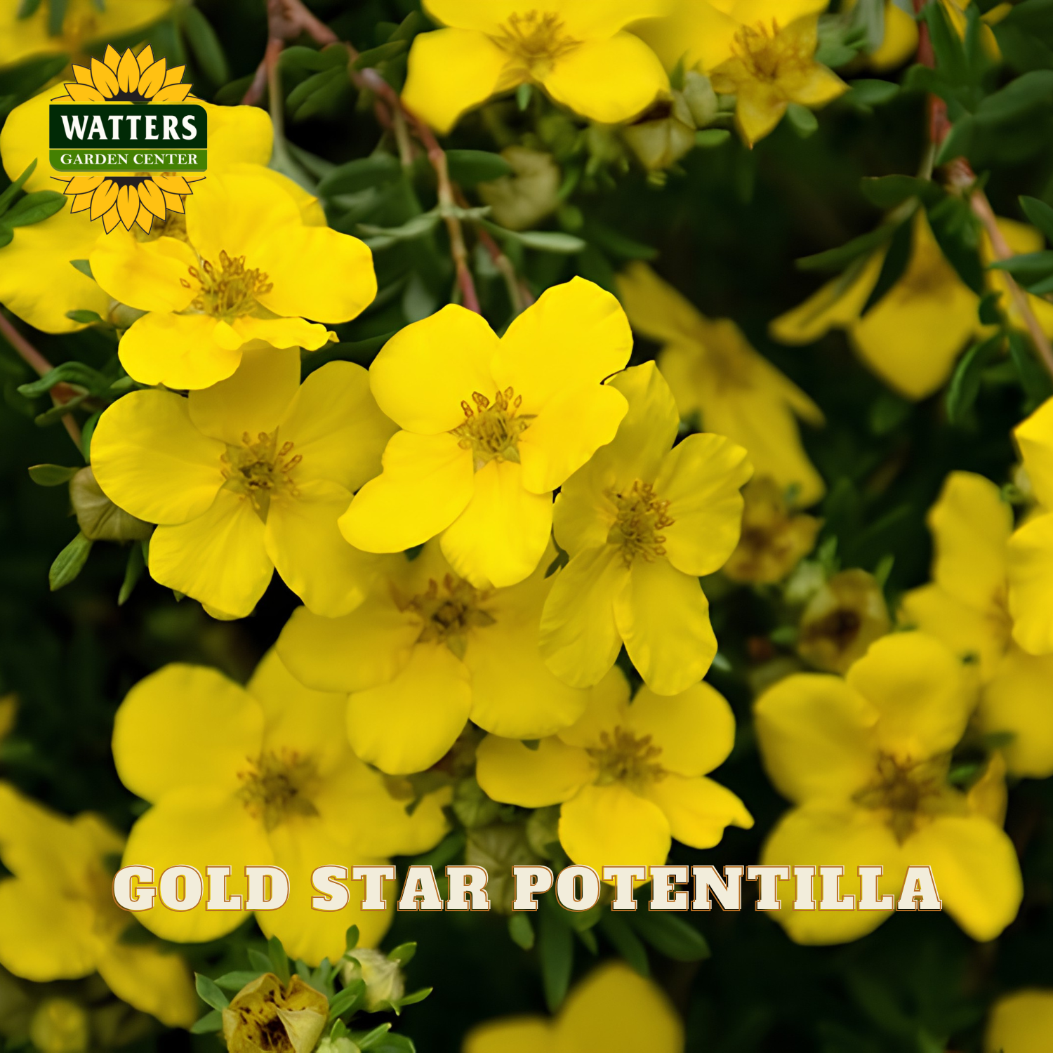 Yellow Gold Star Potentilla flowers in full bloom on a green shrub, with the Watters Garden Centers logo in the top left and 'GOLD STAR POTENTILLA' text at the bottom.