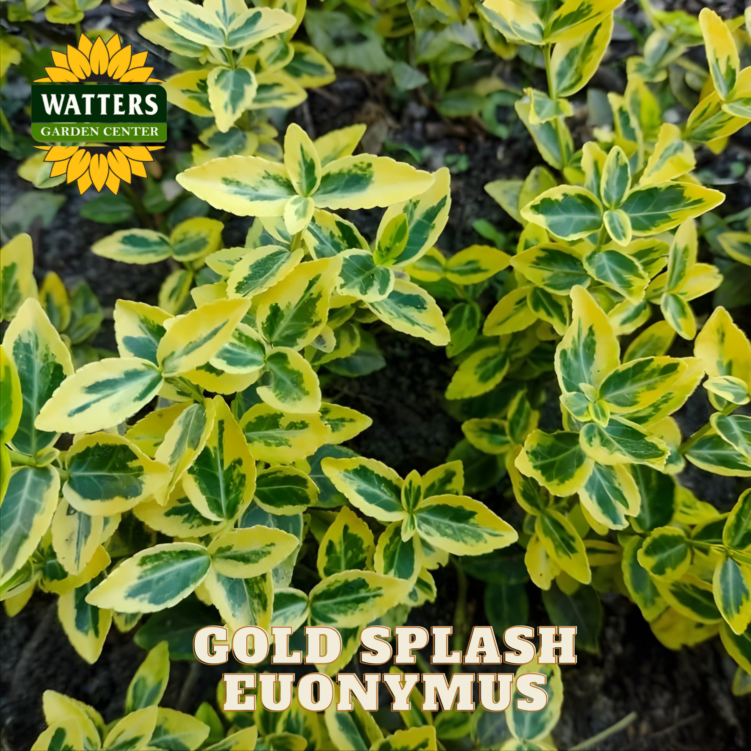 Gold Splash Euonymus plant with Watters Garden Center logo