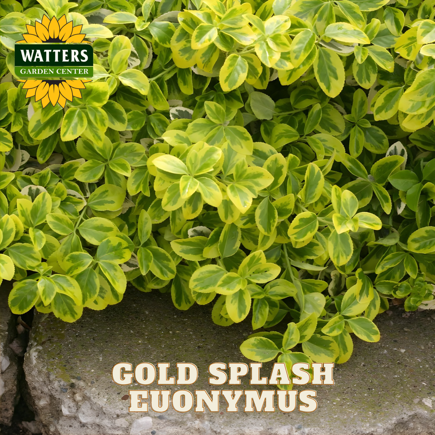 Gold Splash Euonymus plant with Watters Garden Center logo