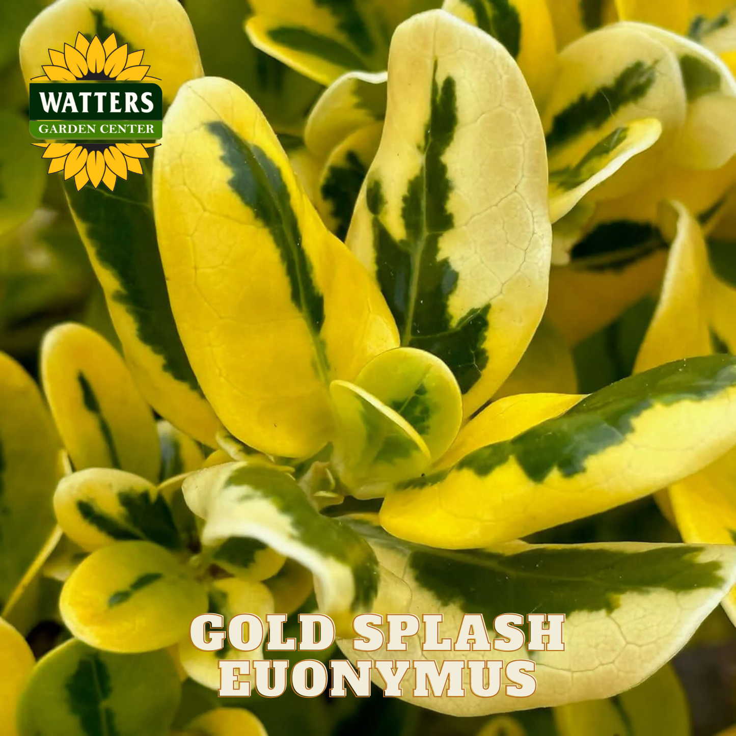 Gold Splash Euonymus plant with Watters Garden Center branding.