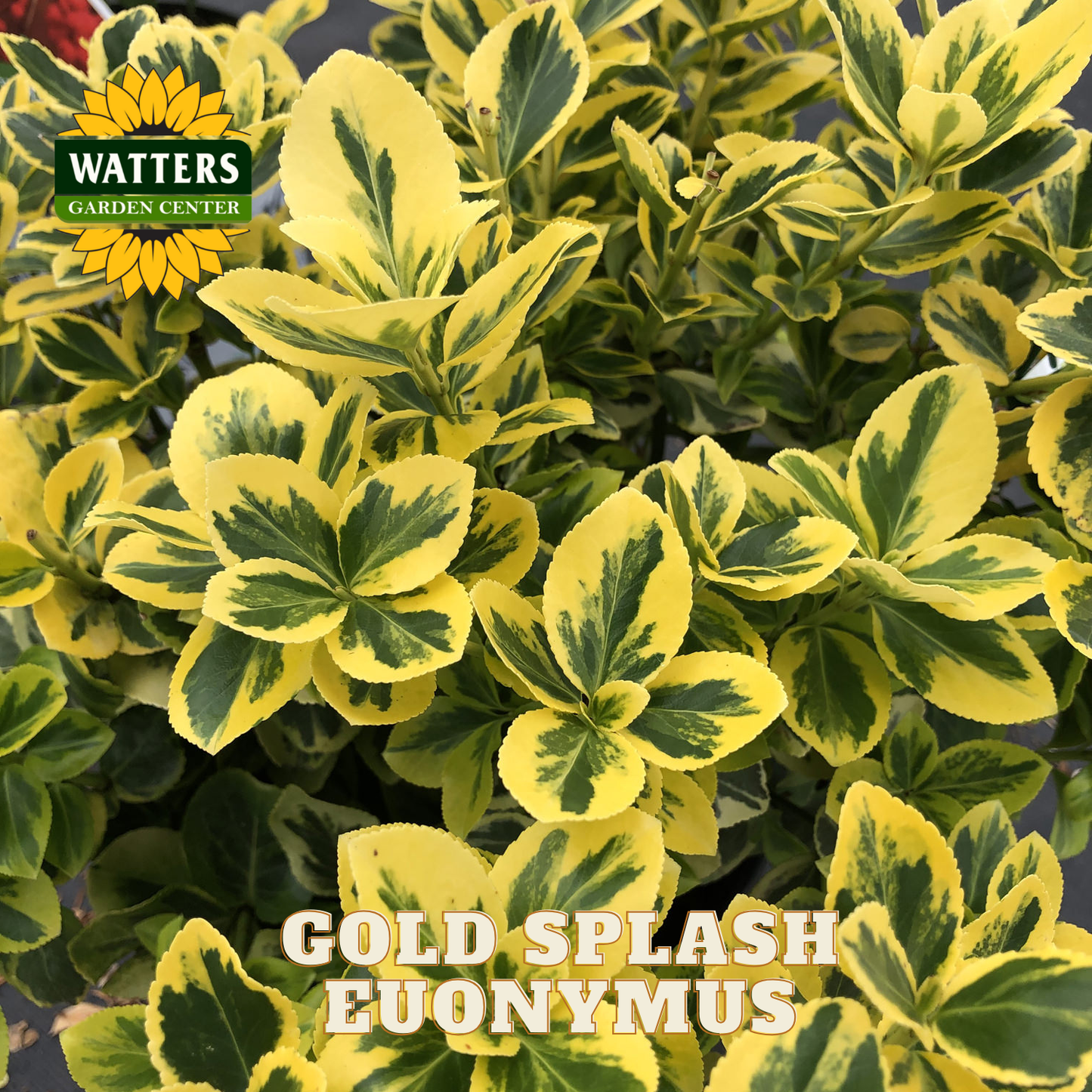 Gold Splash Euonymus plant with Watters Garden Center logo