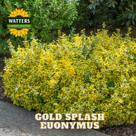 Gold Splash Euonymus plant with Watters Garden Center logo in the background
