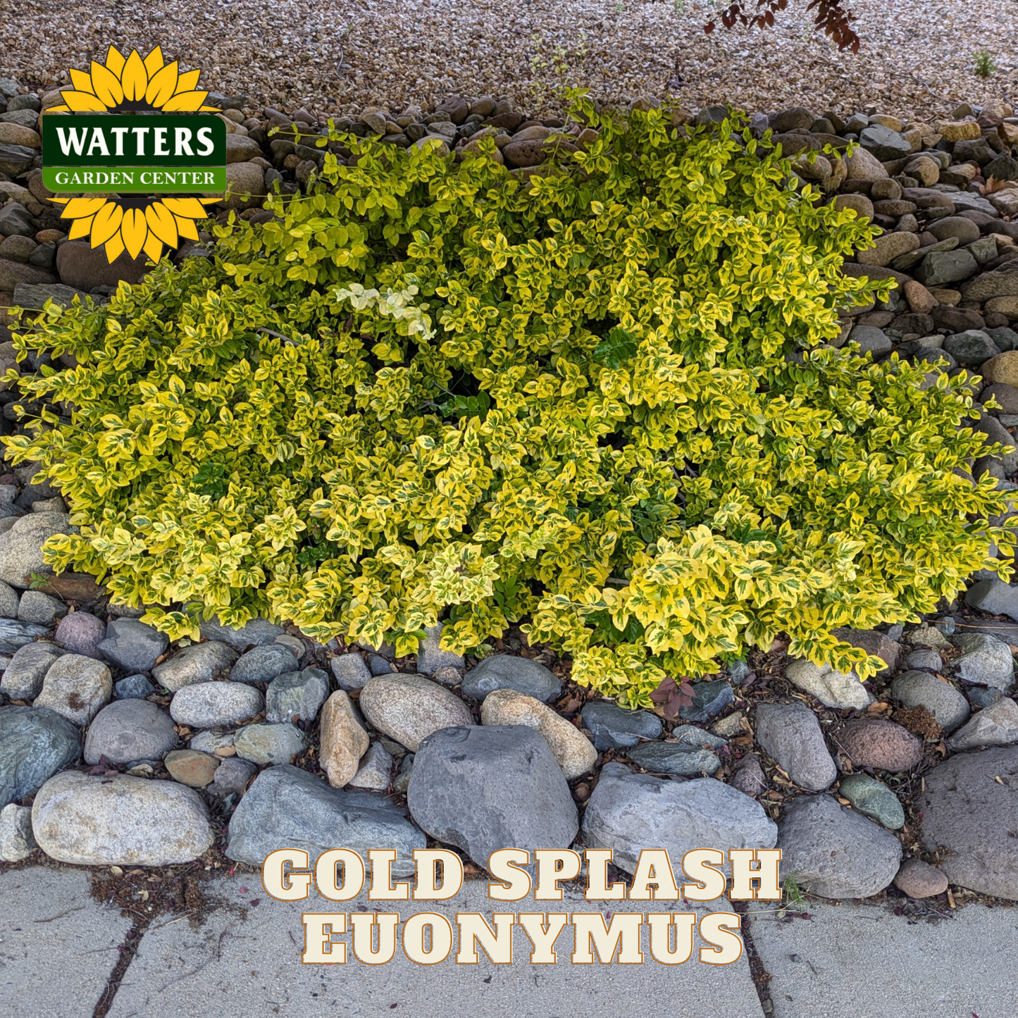 Gold Splash Euonymus plant in a garden setting with Watters Garden Center branding.