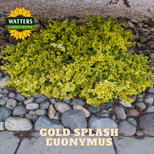 Gold Splash Euonymus plant in a garden setting with Watters Garden Center branding.