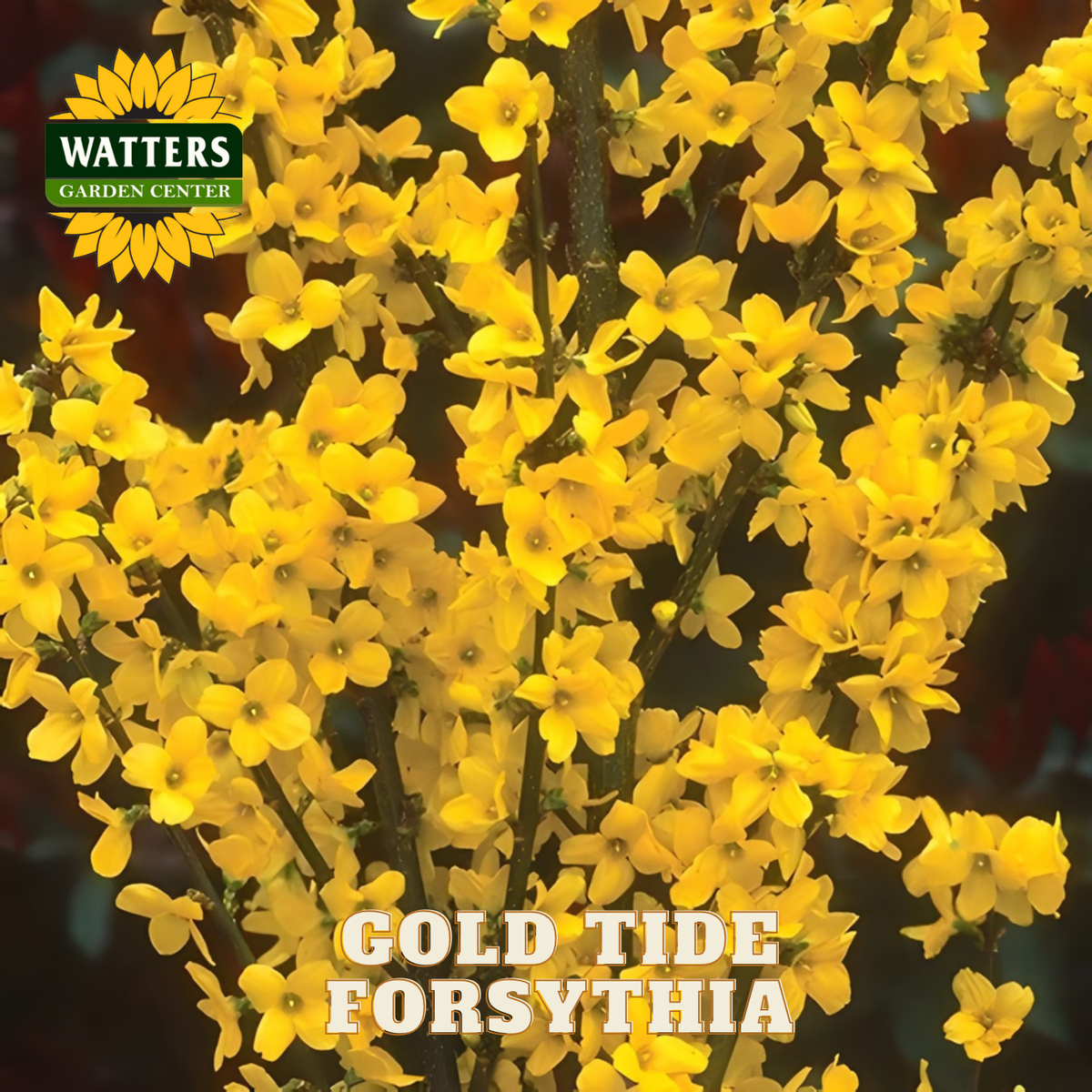 Yellow Forsythia flowers with Watters Garden Center logo and 'Gold Tide Forsythia' text.