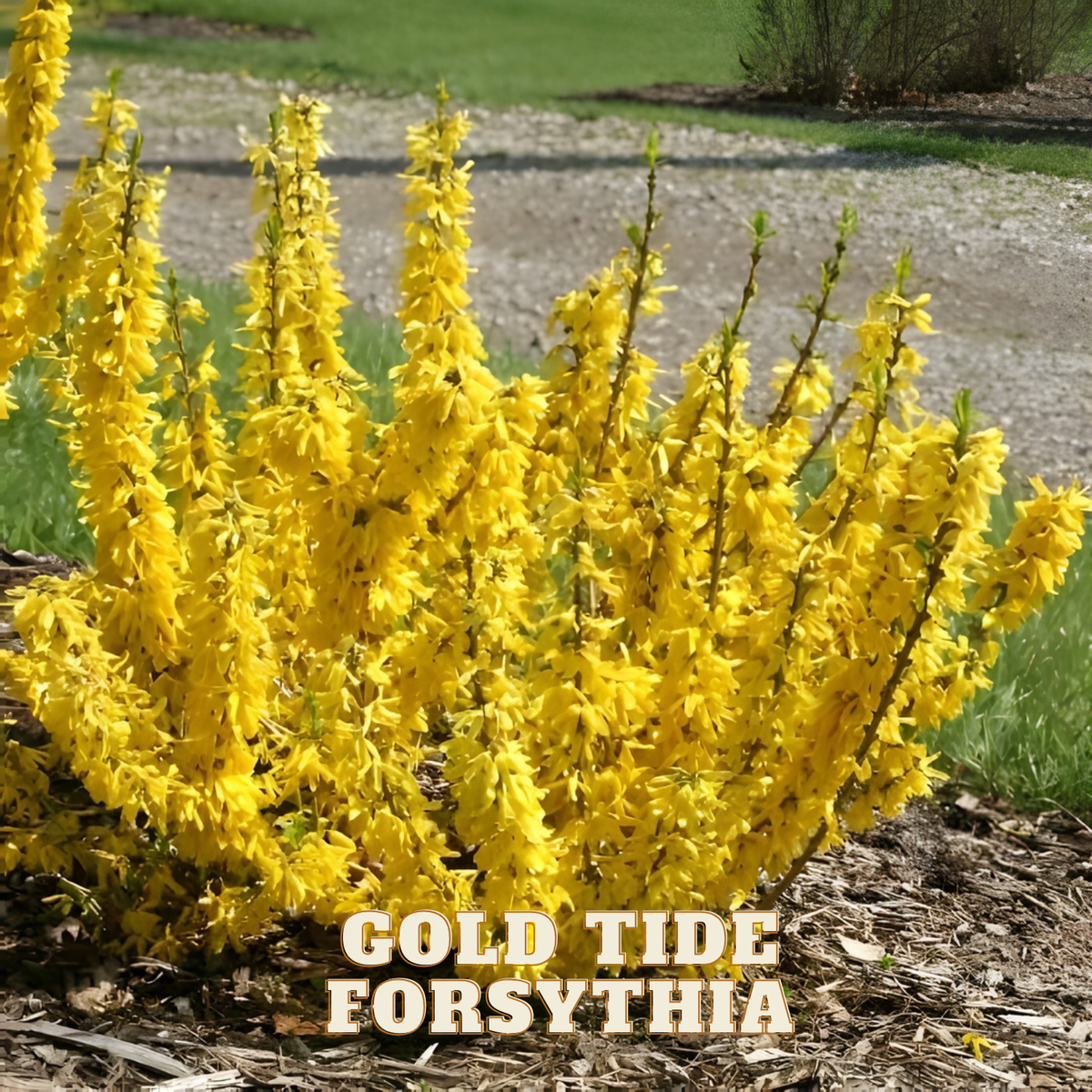 Bush of yellow Forsythia with 'Gold Tide' label in a garden setting