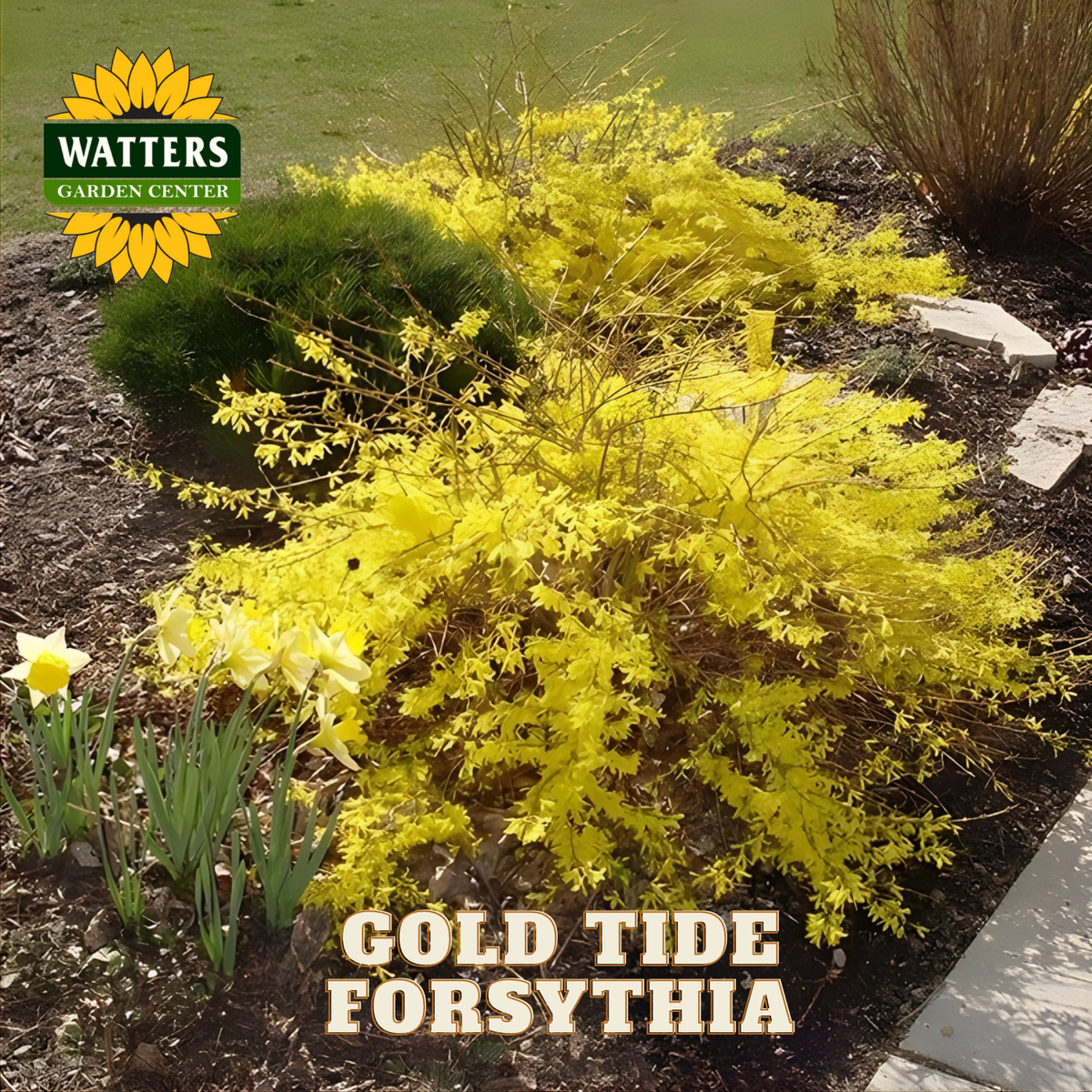 Gold Tide Forsythia plant with Watters Garden Center logo in the corner.
