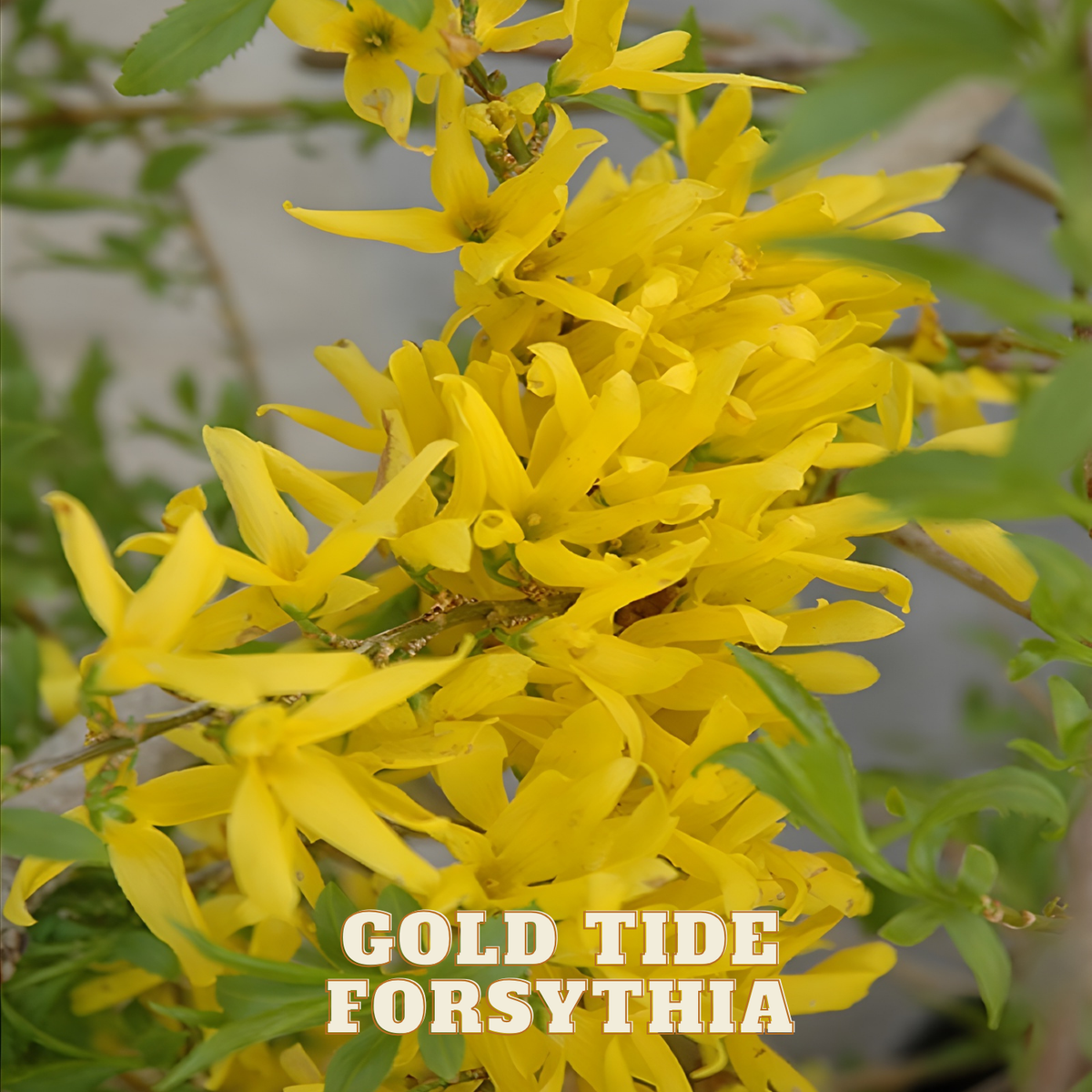 Branch of yellow Forsythia flowers with green leaves, labeled 'Gold Tide Forsythia'.
