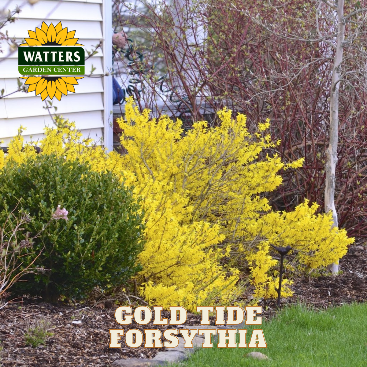Gold Tide Forsythia bush with Watters Garden Center branding in the background.