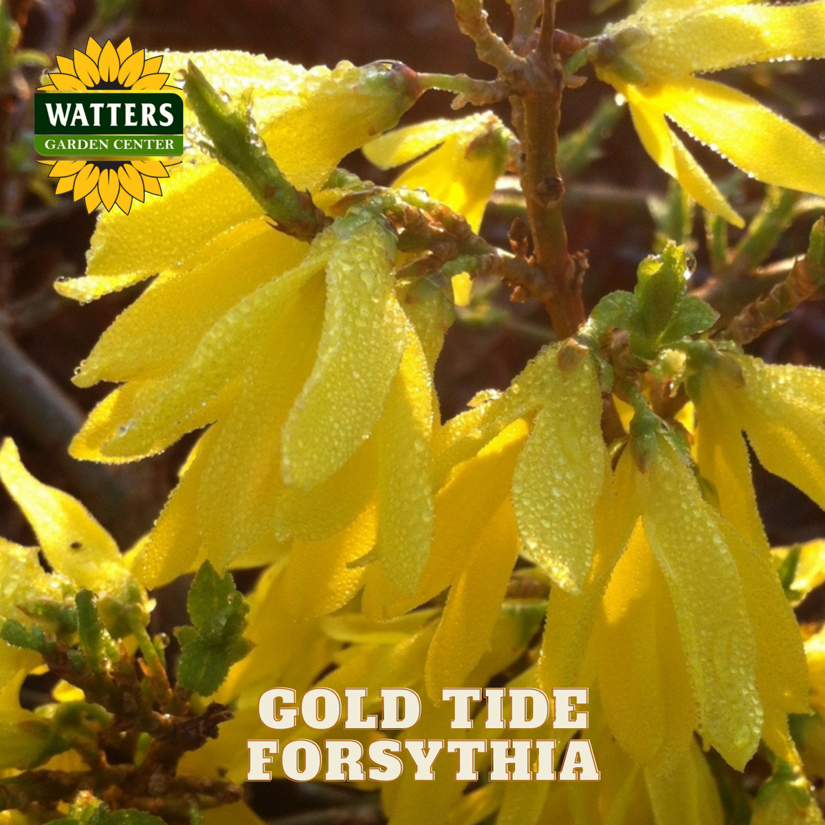 Gold Tide Forsythia with Watters Garden Center logo