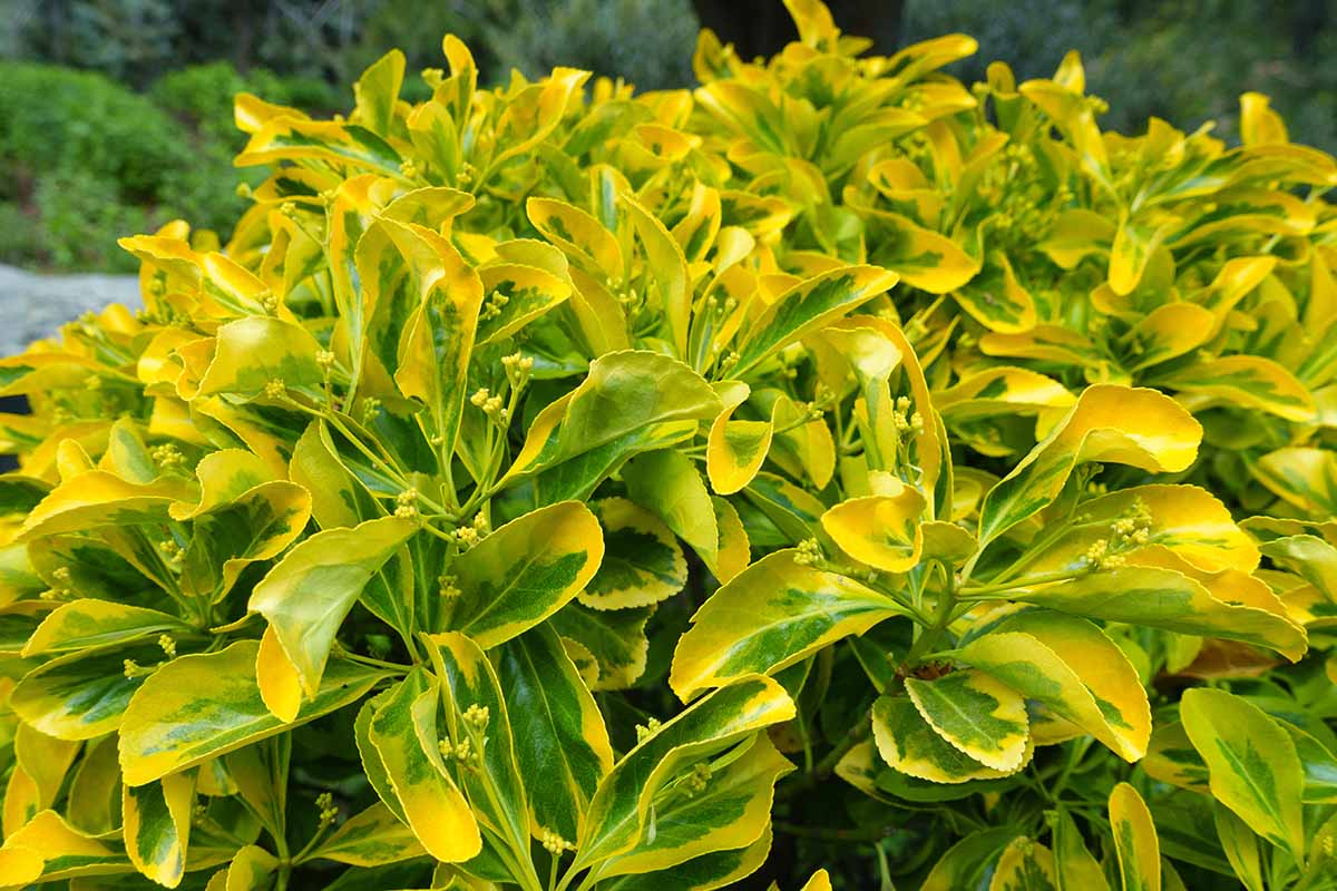 GOLD SPOT EUONYMUS 1gal