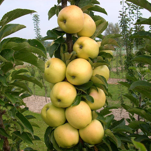 FRUITSNACKS GOLDEN TREAT COLUMNAR APPLE TREE 5gal