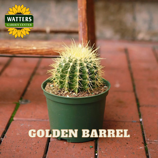 Potted cactus labeled 'Golden Barrel' with Watters Garden Center branding on a brick surface.