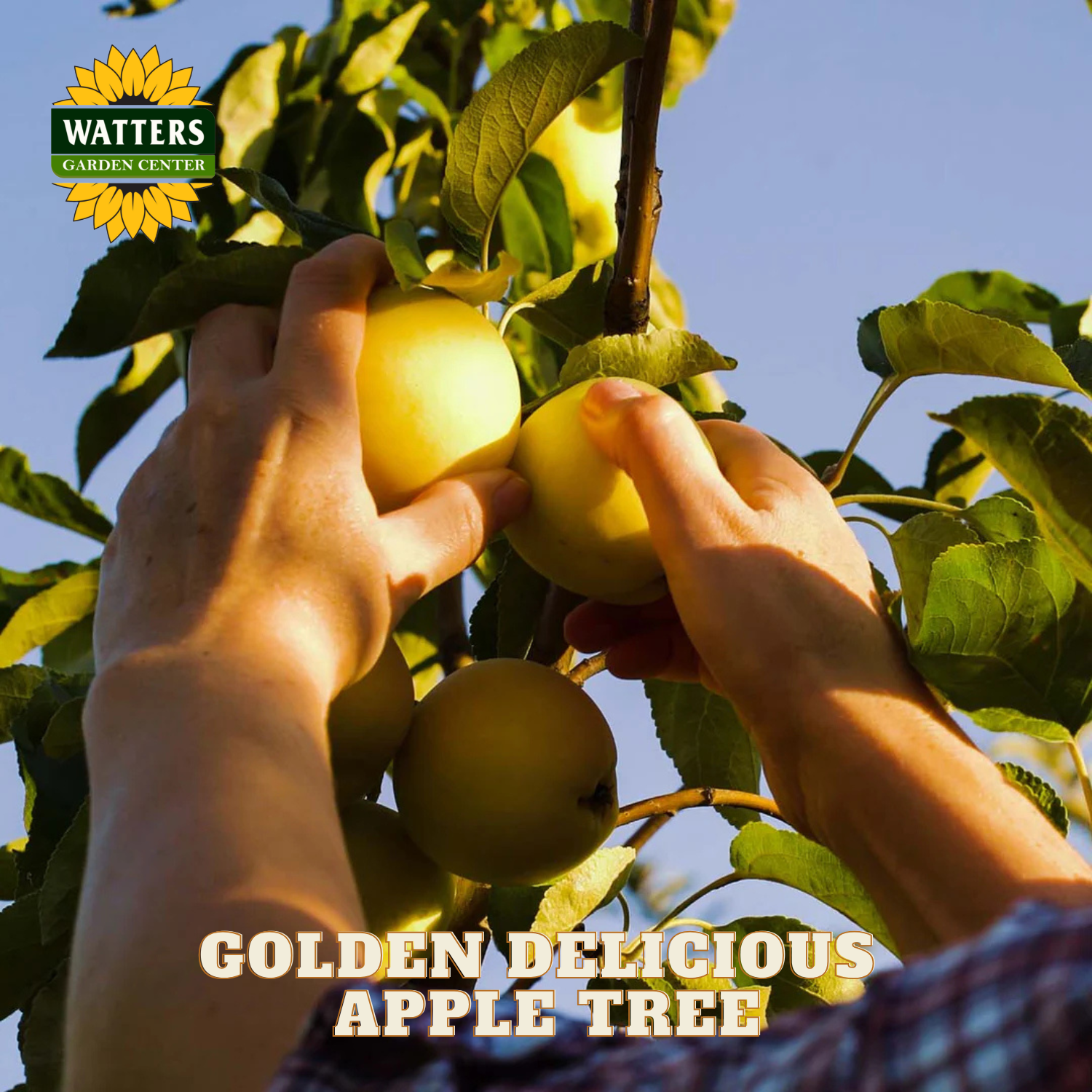 Person picking golden delicious apples from a tree with Watters Garden Center logo.