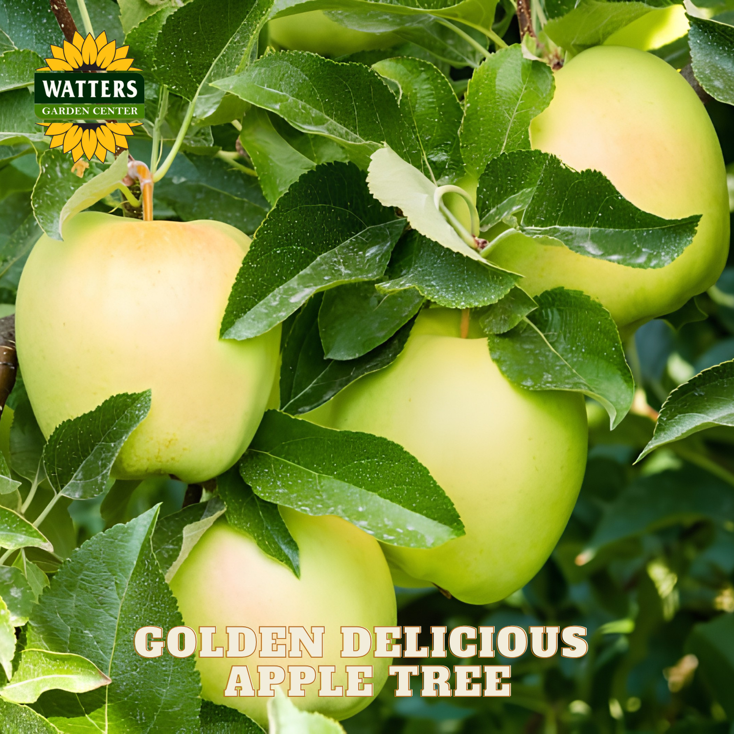 Green apples on a tree branch with 'Watters Garden Center' logo and text.