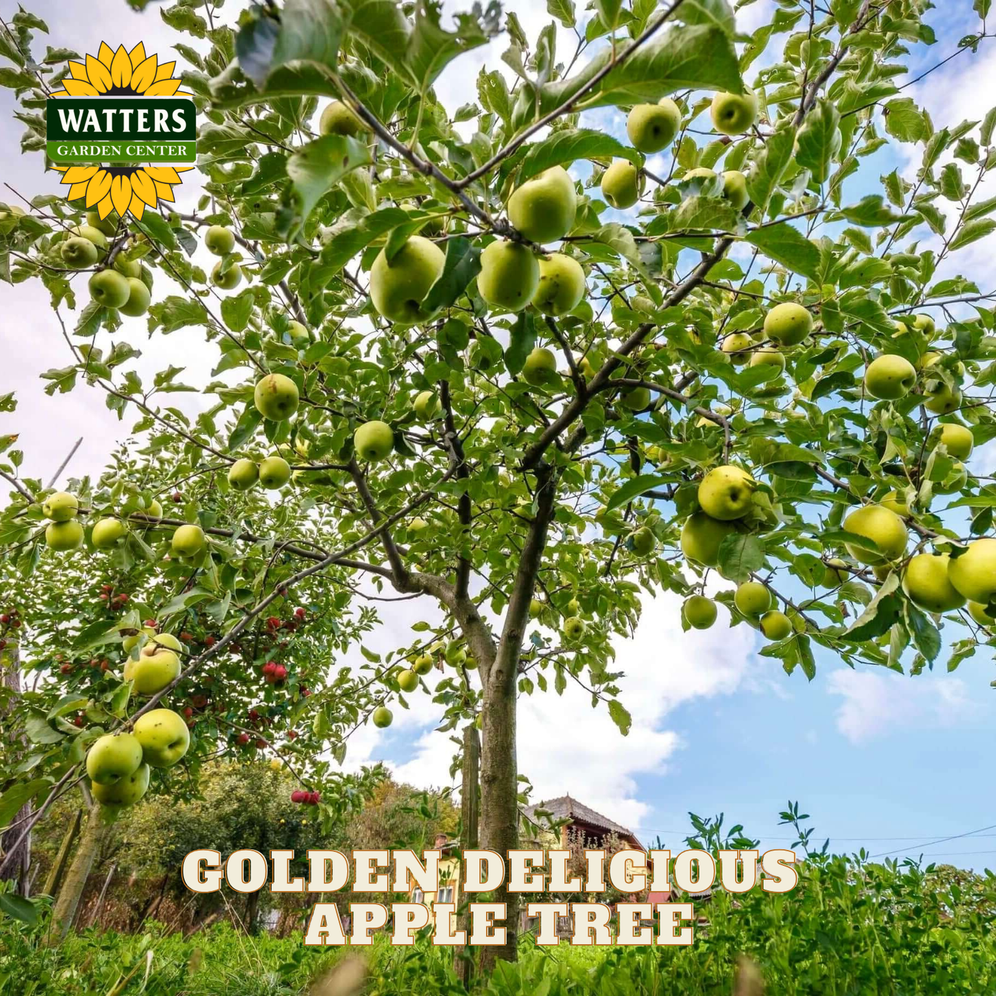 Apple tree with green apples and Watters Garden Center logo.