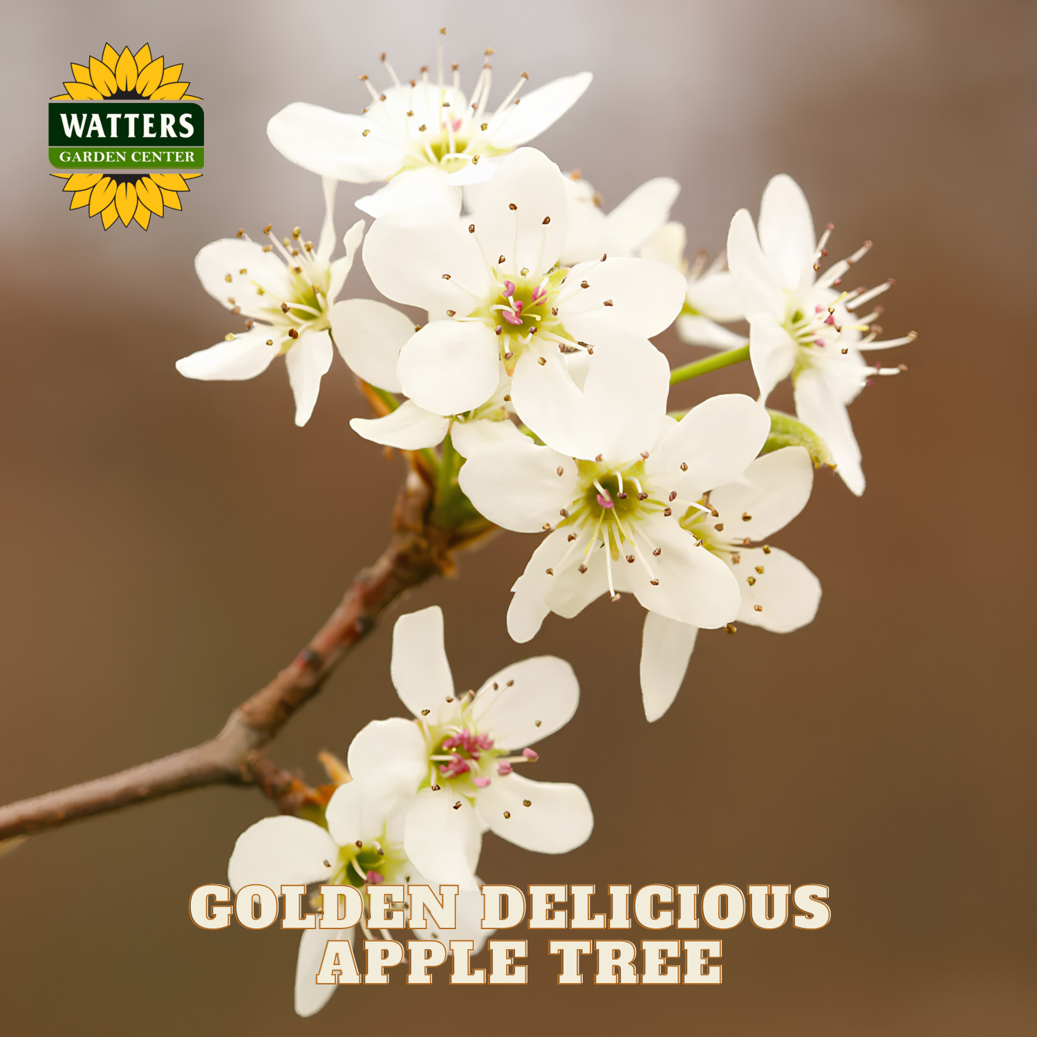 White apple tree blossoms with 'Watters Garden Center' logo and text 'Golden Delicious Apple Tree'.