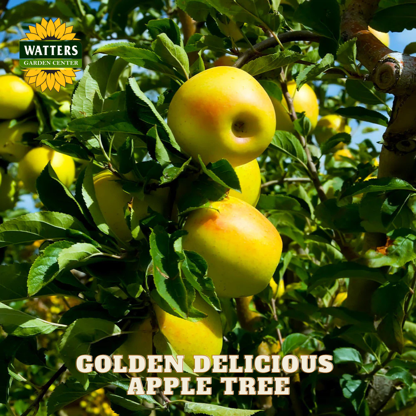 Golden Delicious apples on a tree with Watters Garden Center branding.