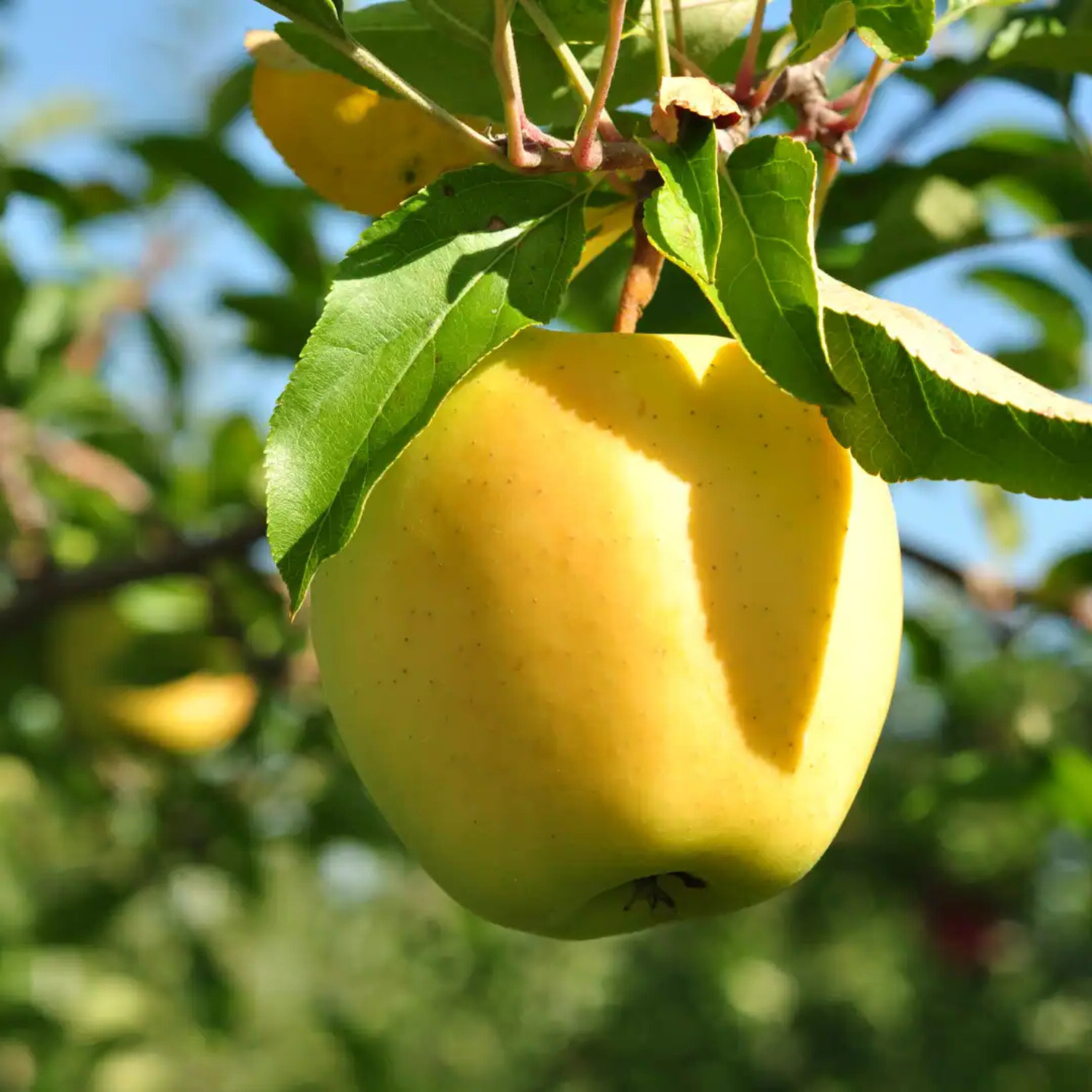 Yellow apple hanging from a tree with green leaves.