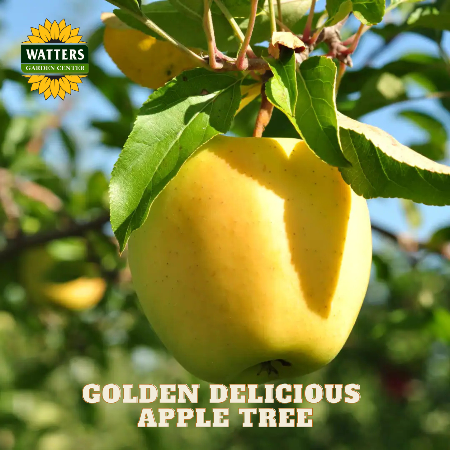 Golden Delicious apple on a tree with Watters Garden Center logo