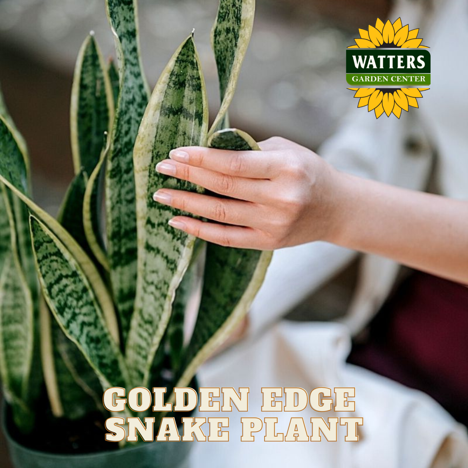 Hand touching a snake plant with 'Watters Garden Center' logo and text overlay.