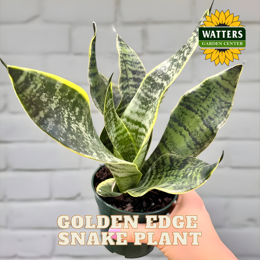 Potted Golden Edge Snake Plant held by a hand with Watters Garden Center logo.