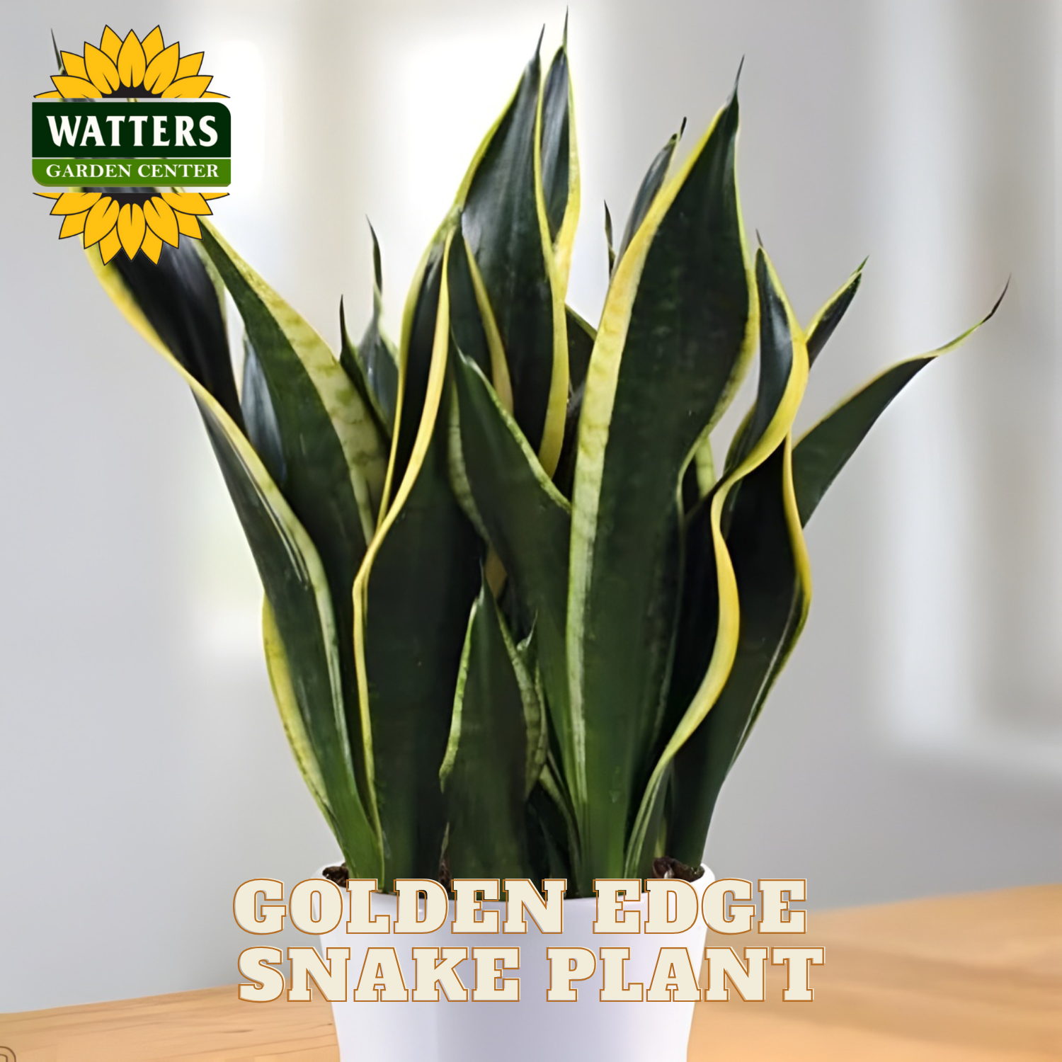 Potted Golden Edge Snake Plant with Watters Garden Center logo