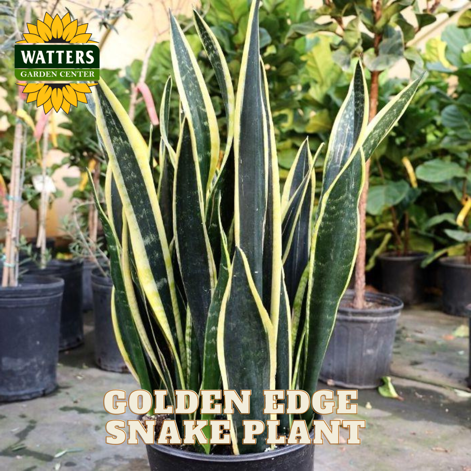 Potted Golden Edge Snake Plant with Watters Garden Center branding in the background.